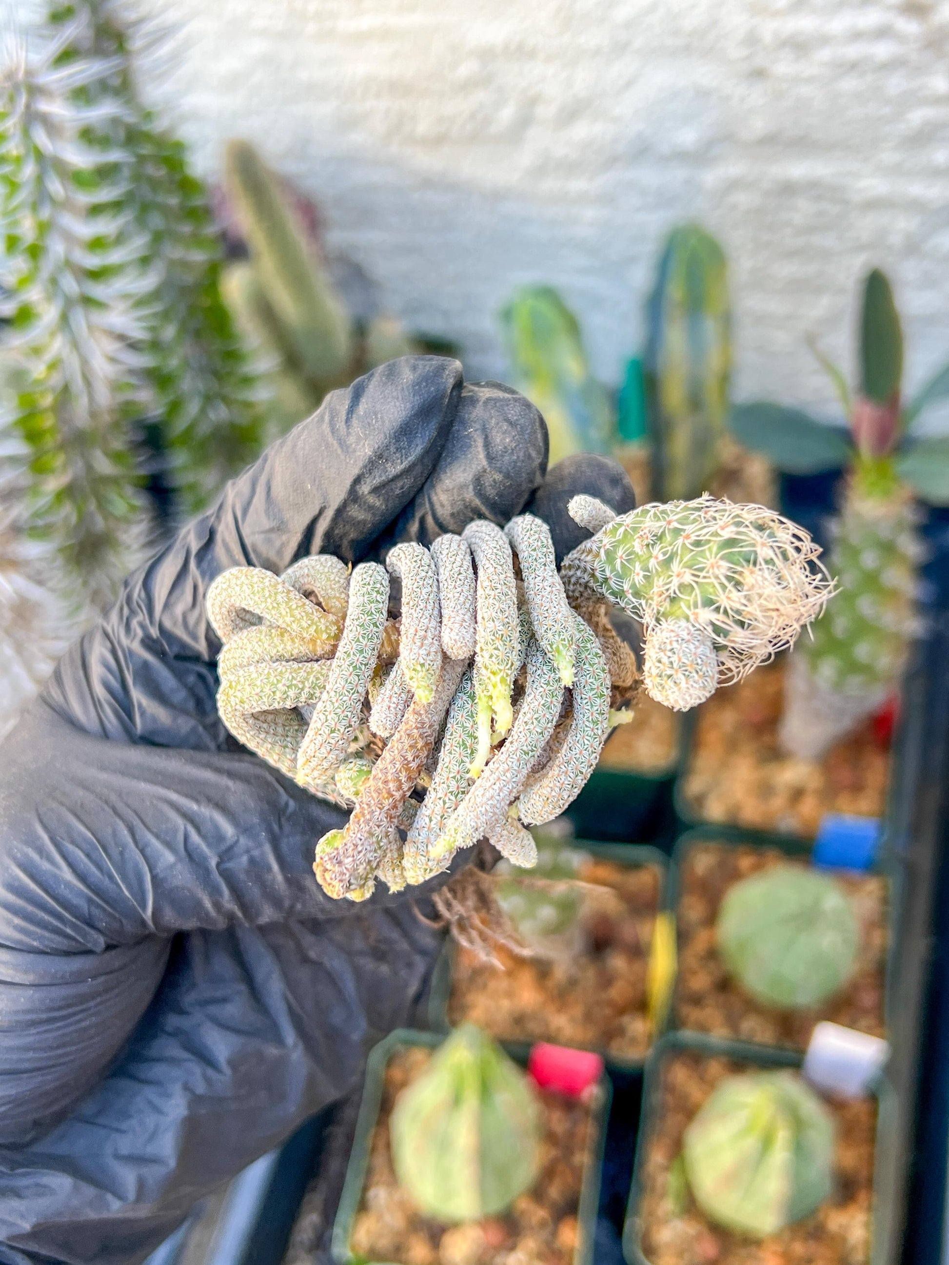 Imported cactus cluster (#6) | Ehciveria | Hoyas | Sansevieria