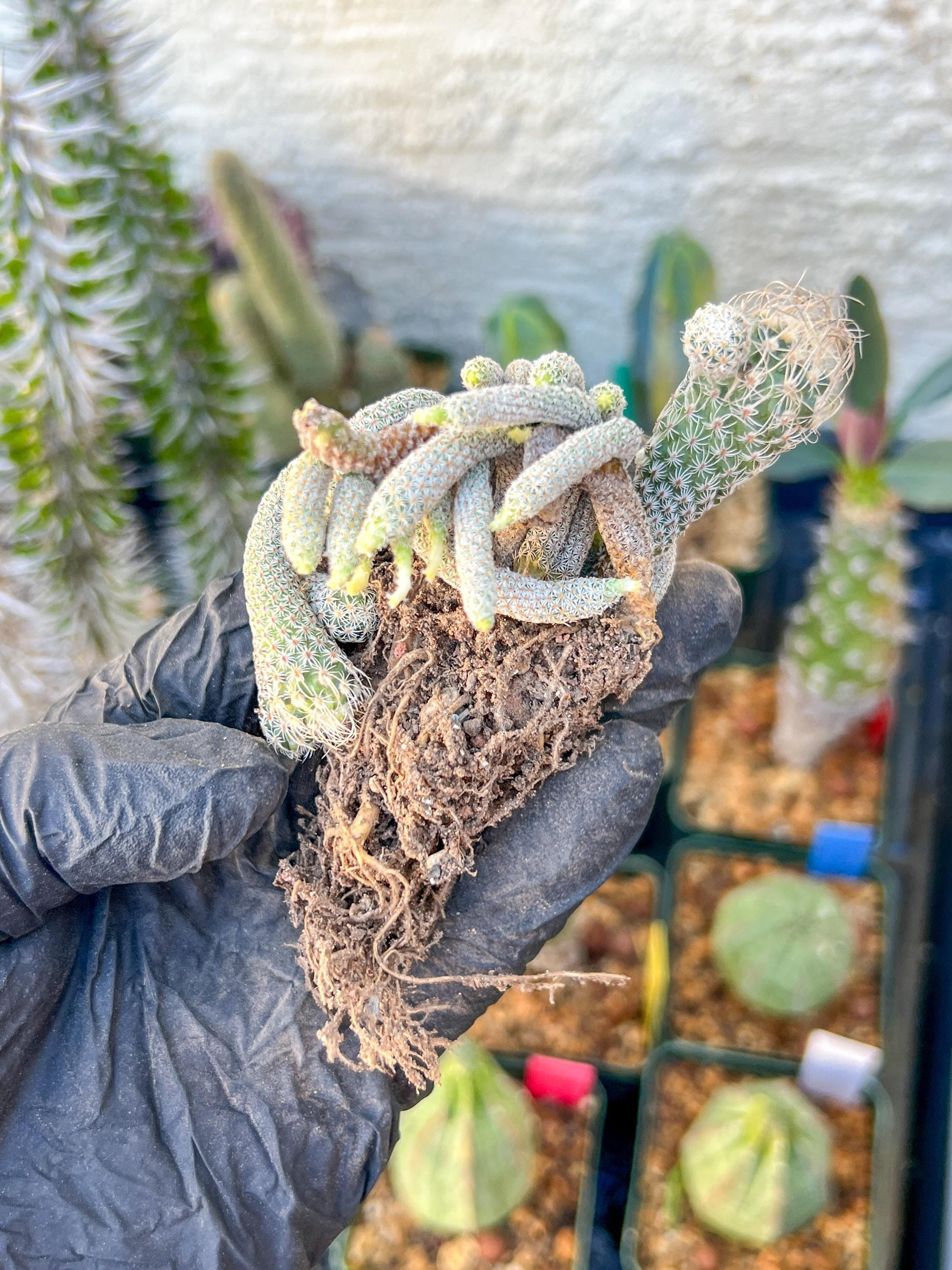 Imported cactus cluster (#6) | Ehciveria | Hoyas | Sansevieria