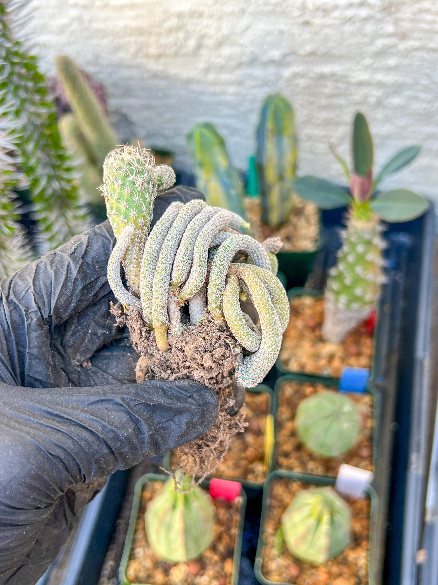 Imported cactus cluster (#6) | Ehciveria | Hoyas | Sansevieria