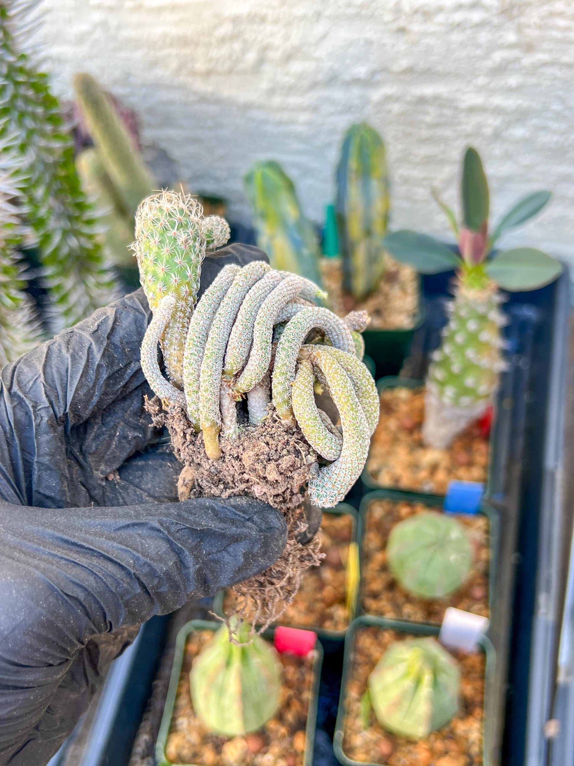 Imported cactus cluster (#6) | Ehciveria | Hoyas | Sansevieria