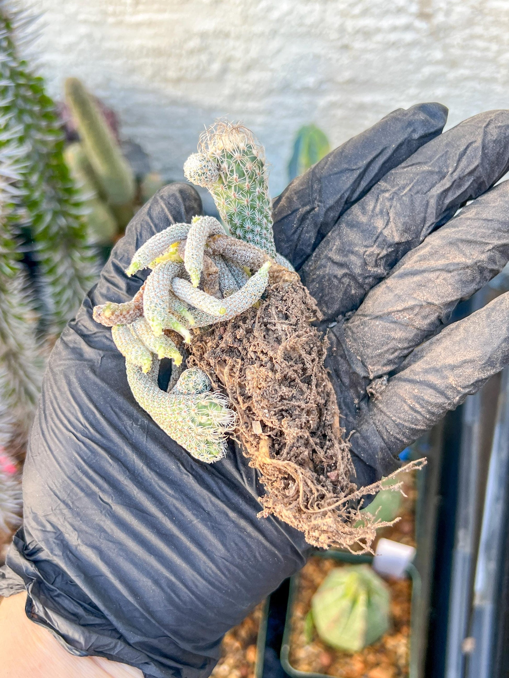 Imported cactus cluster (#6) | Ehciveria | Hoyas | Sansevieria