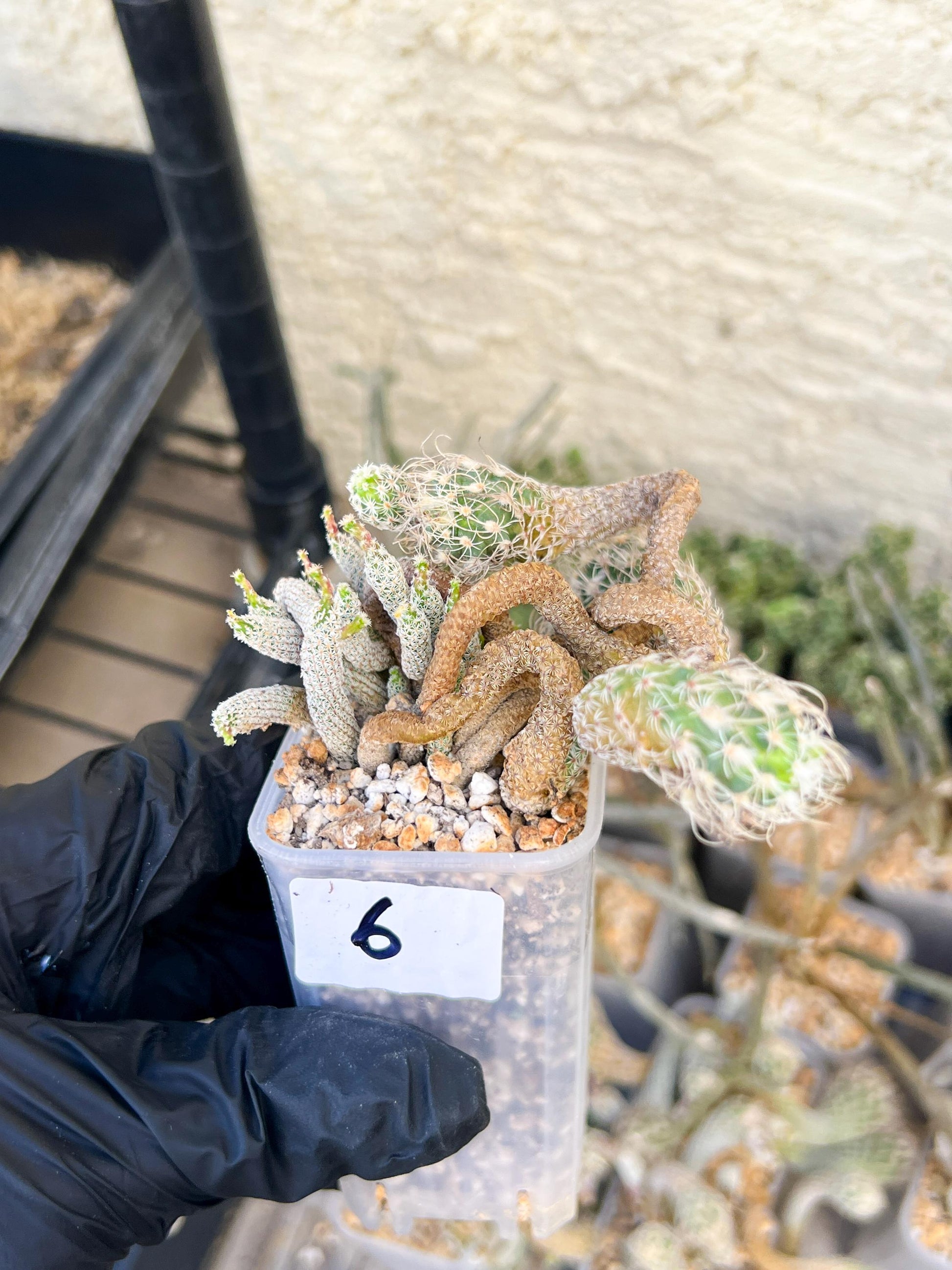 Imported cactus cluster (#6) | Ehciveria | Hoyas | Sansevieria