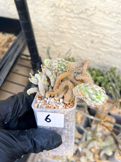 Imported cactus cluster (#6) | Ehciveria | Hoyas | Sansevieria