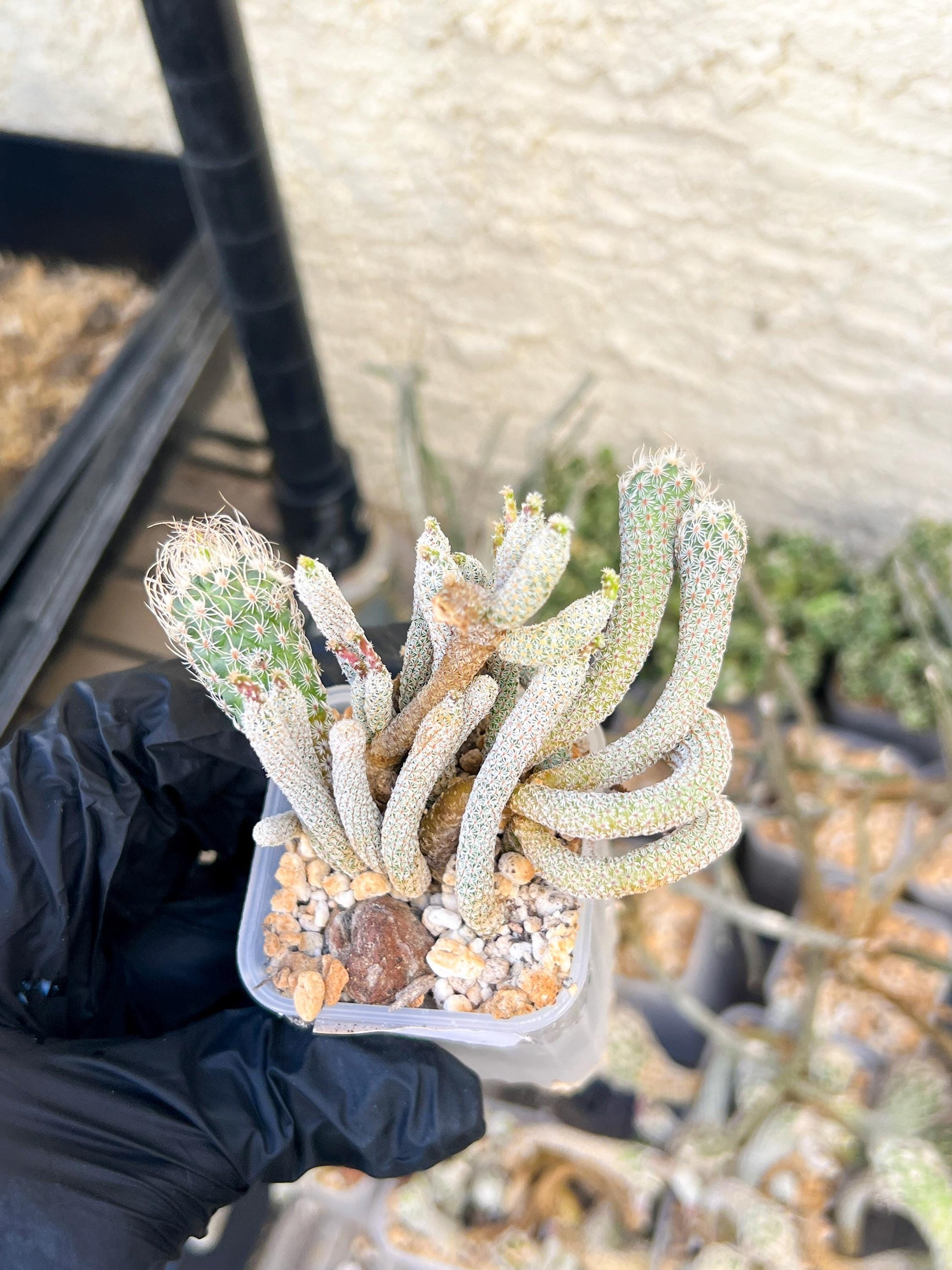 Imported cactus cluster (#6) | Ehciveria | Hoyas | Sansevieria