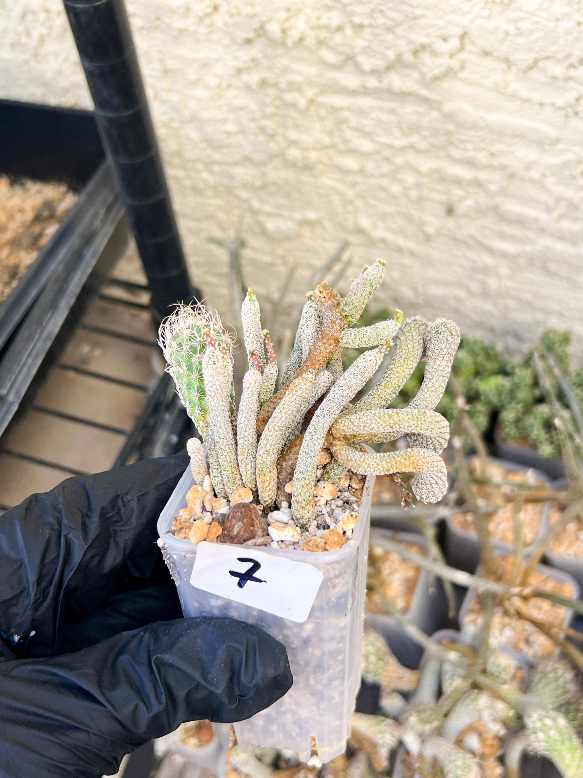 Imported cactus cluster (#7) | Ehciveria | Hoyas | Sansevieria