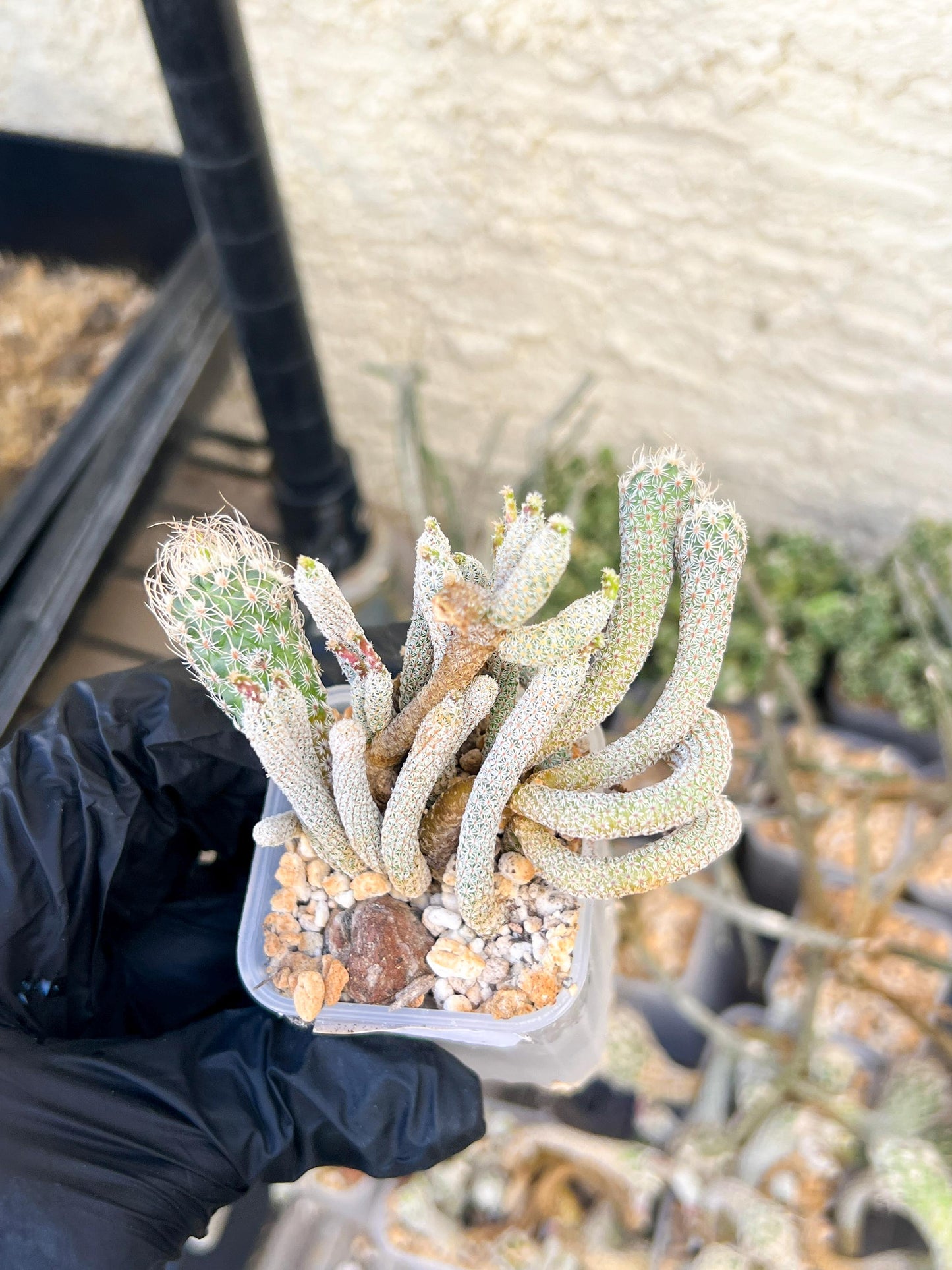 Imported cactus cluster (#7) | Ehciveria | Hoyas | Sansevieria