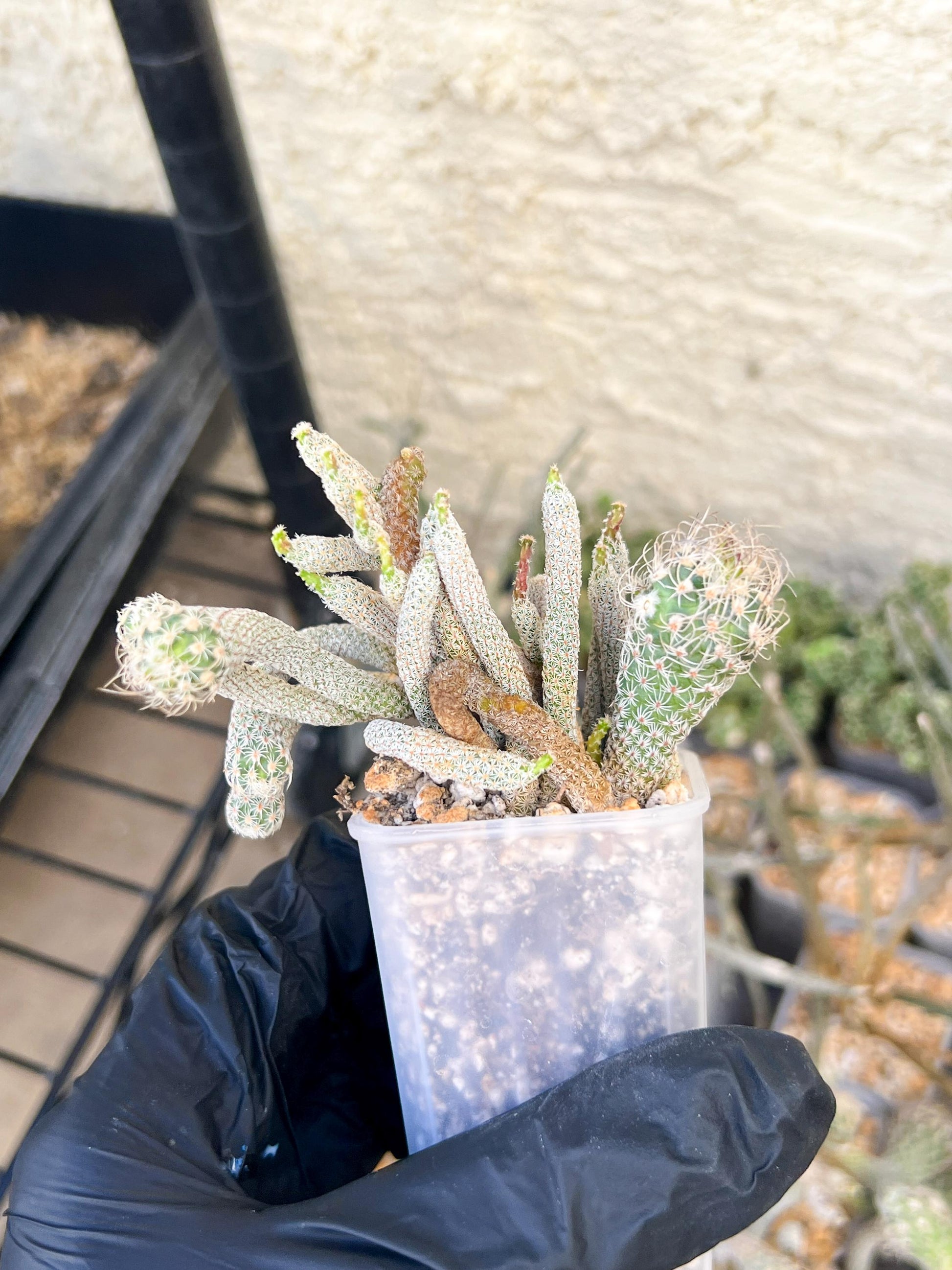 Imported cactus cluster (#7) | Ehciveria | Hoyas | Sansevieria
