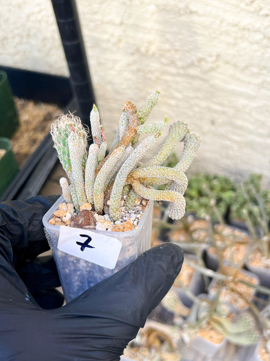 Imported cactus cluster (#7) | Ehciveria | Hoyas | Sansevieria