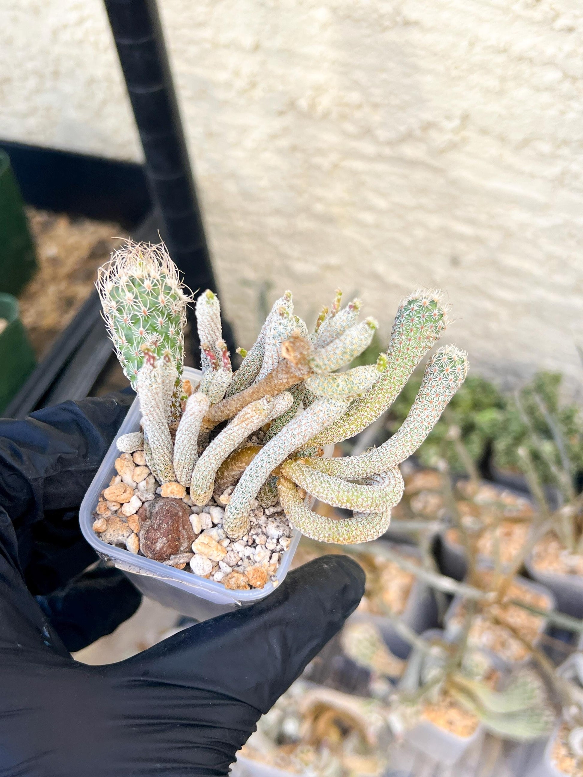 Imported cactus cluster (#7) | Ehciveria | Hoyas | Sansevieria