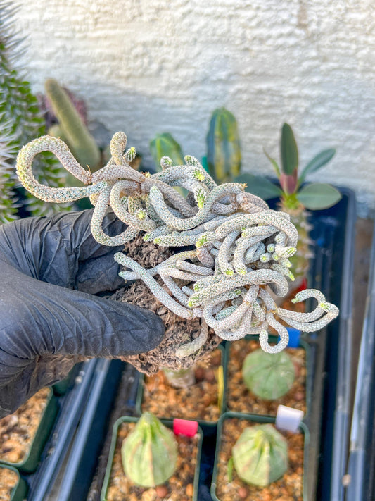 Imported cactus cluster (#8) | Ehciveria | Hoyas | Sansevieria