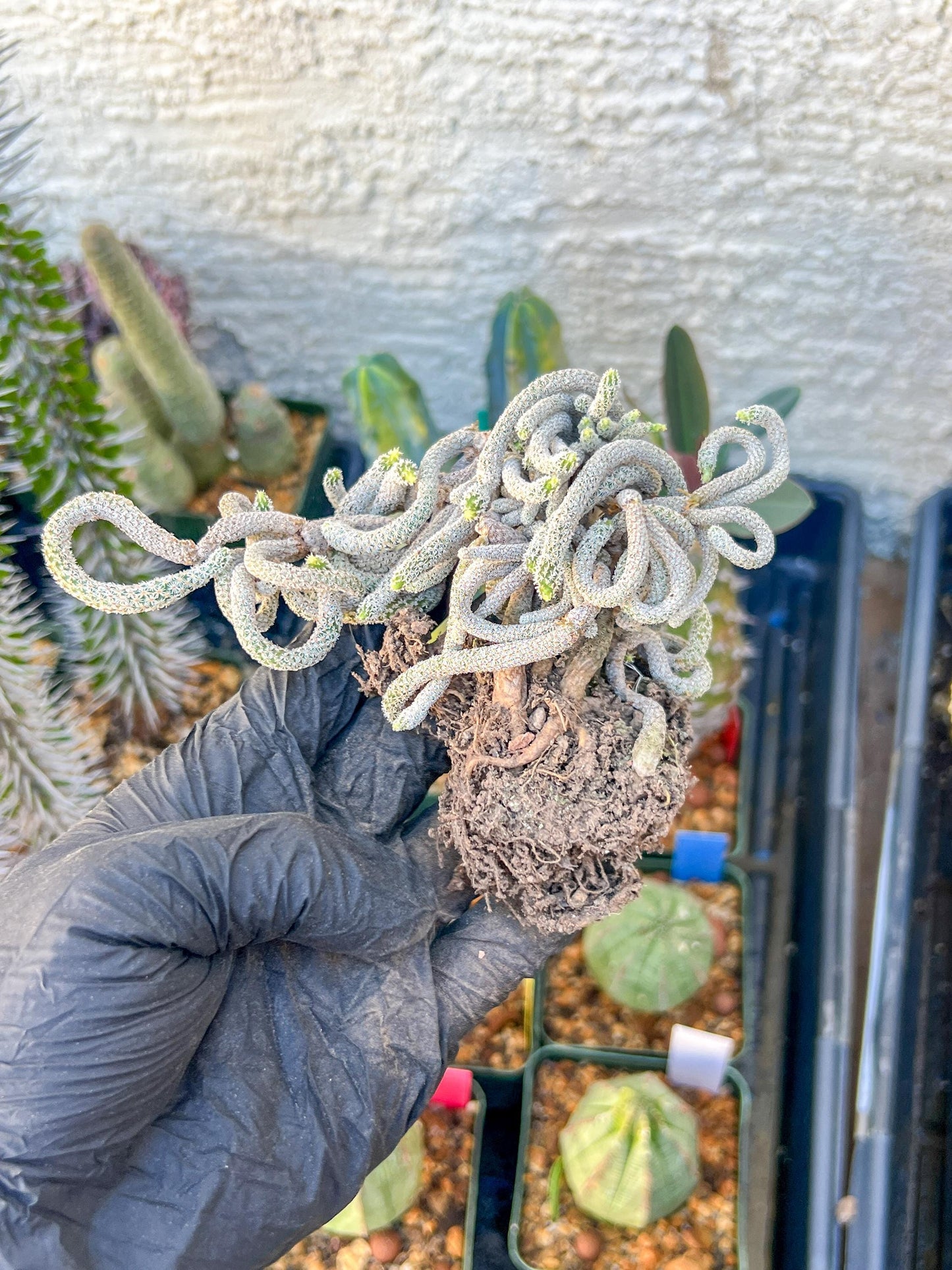 Imported cactus cluster (#8) | Ehciveria | Hoyas | Sansevieria
