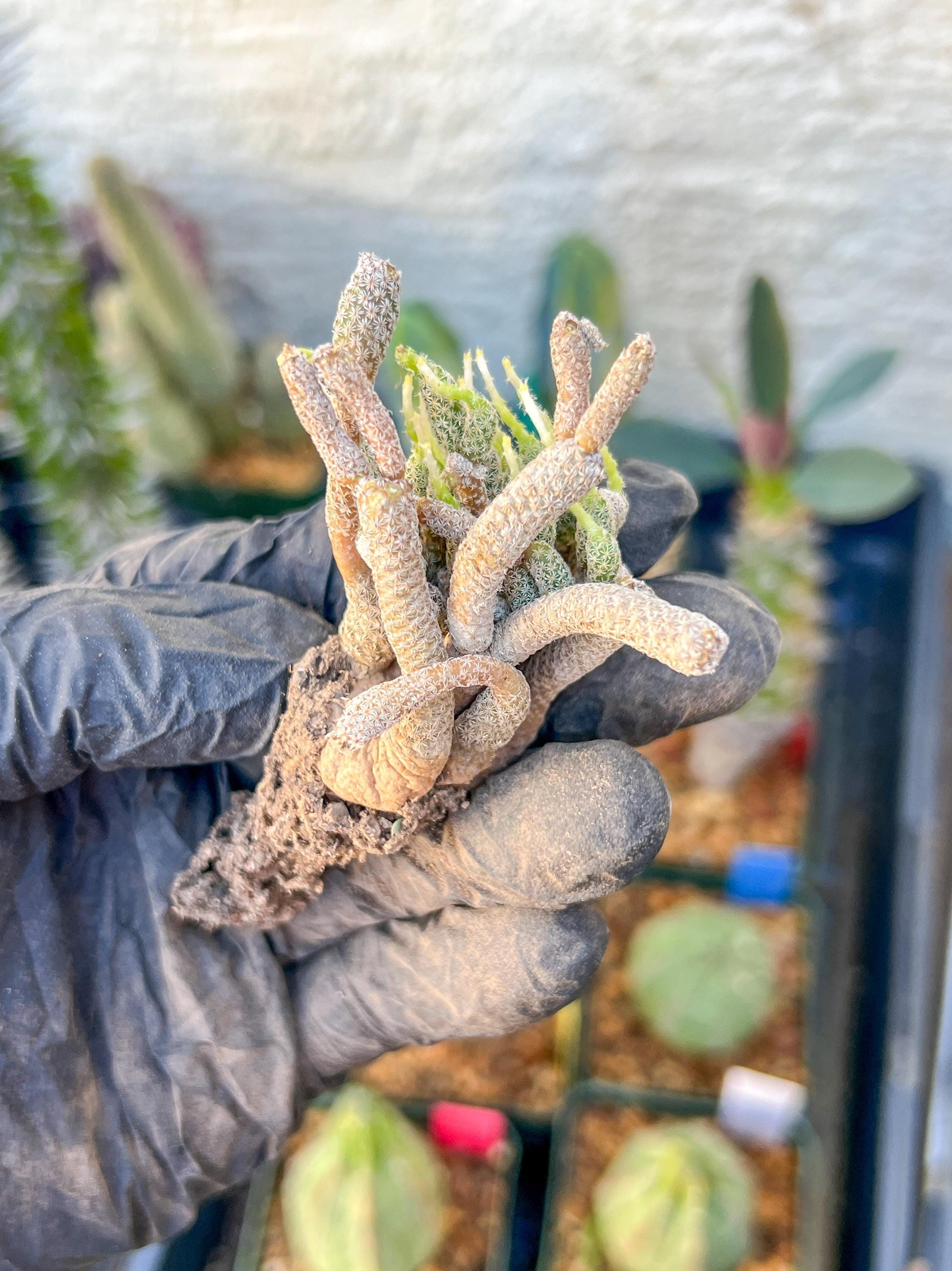Imported cactus cluster (#9) | Ehciveria | Hoyas | Sansevieria