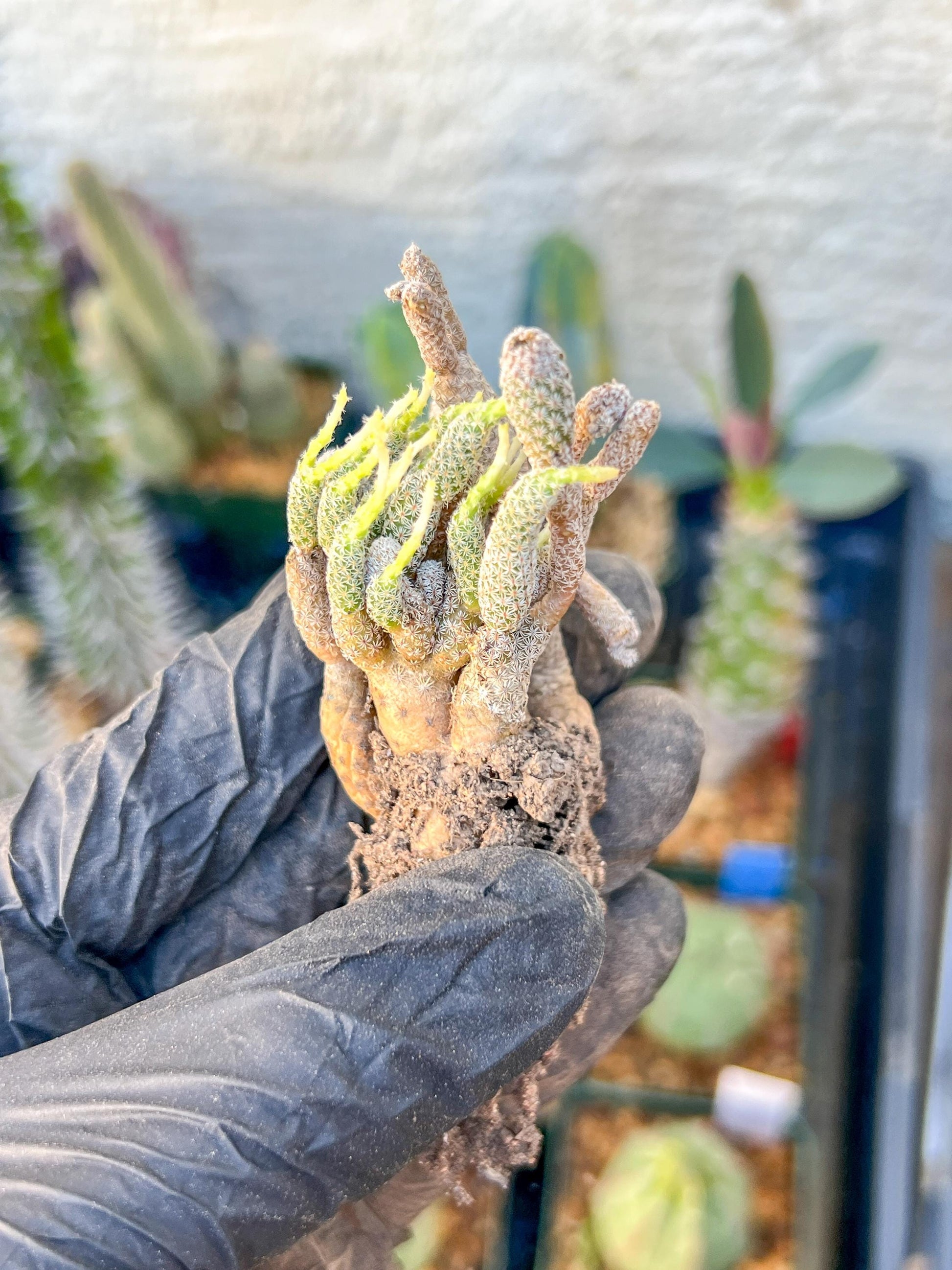 Imported cactus cluster (#9) | Ehciveria | Hoyas | Sansevieria