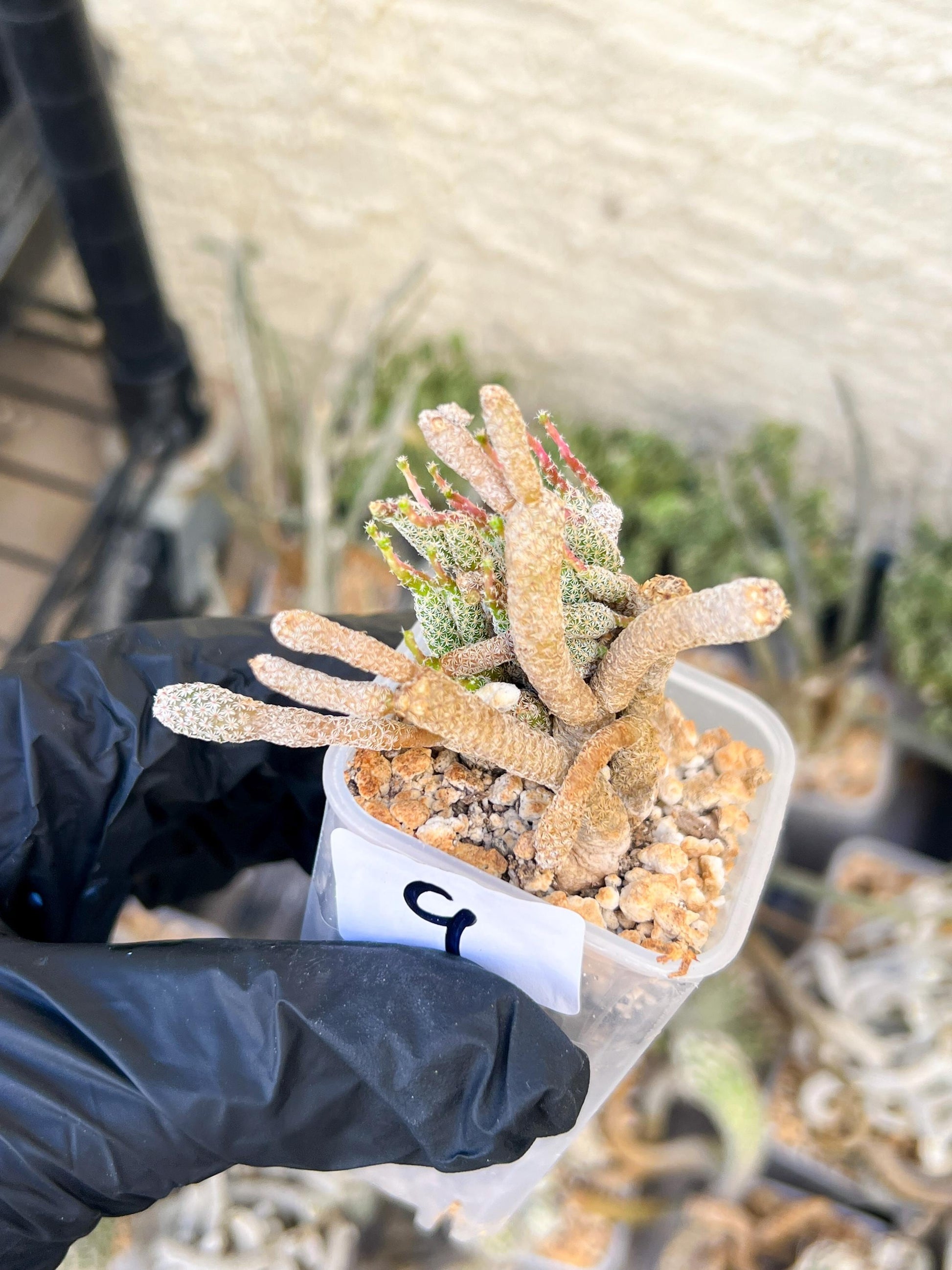 Imported cactus cluster (#9) | Ehciveria | Hoyas | Sansevieria