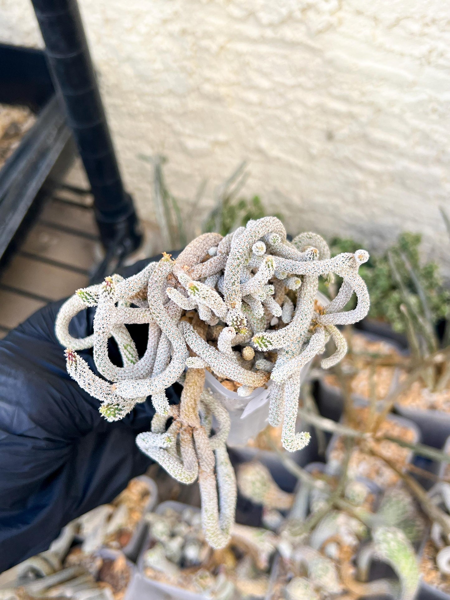 Imported cactus cluster (#8) | Ehciveria | Hoyas | Sansevieria