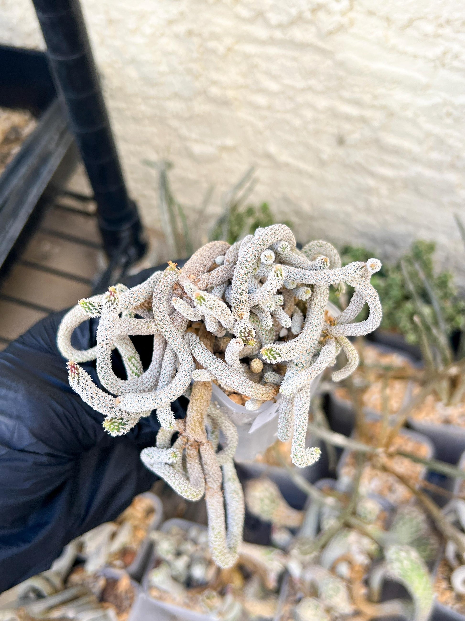 Imported cactus cluster (#8) | Ehciveria | Hoyas | Sansevieria
