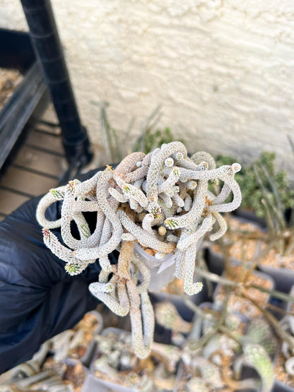Imported cactus cluster (#8) | Ehciveria | Hoyas | Sansevieria