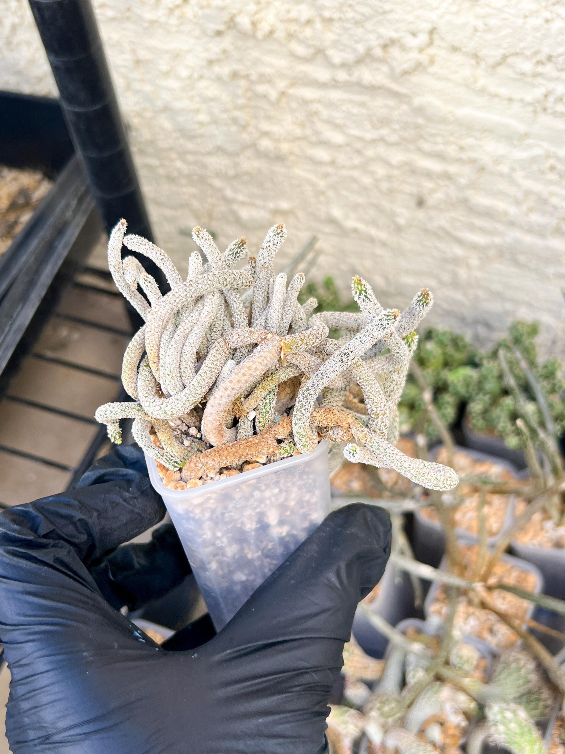 Imported cactus cluster (#8) | Ehciveria | Hoyas | Sansevieria