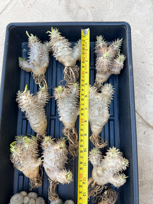 Bevicaule Baker (#7~8) | Imported Plants