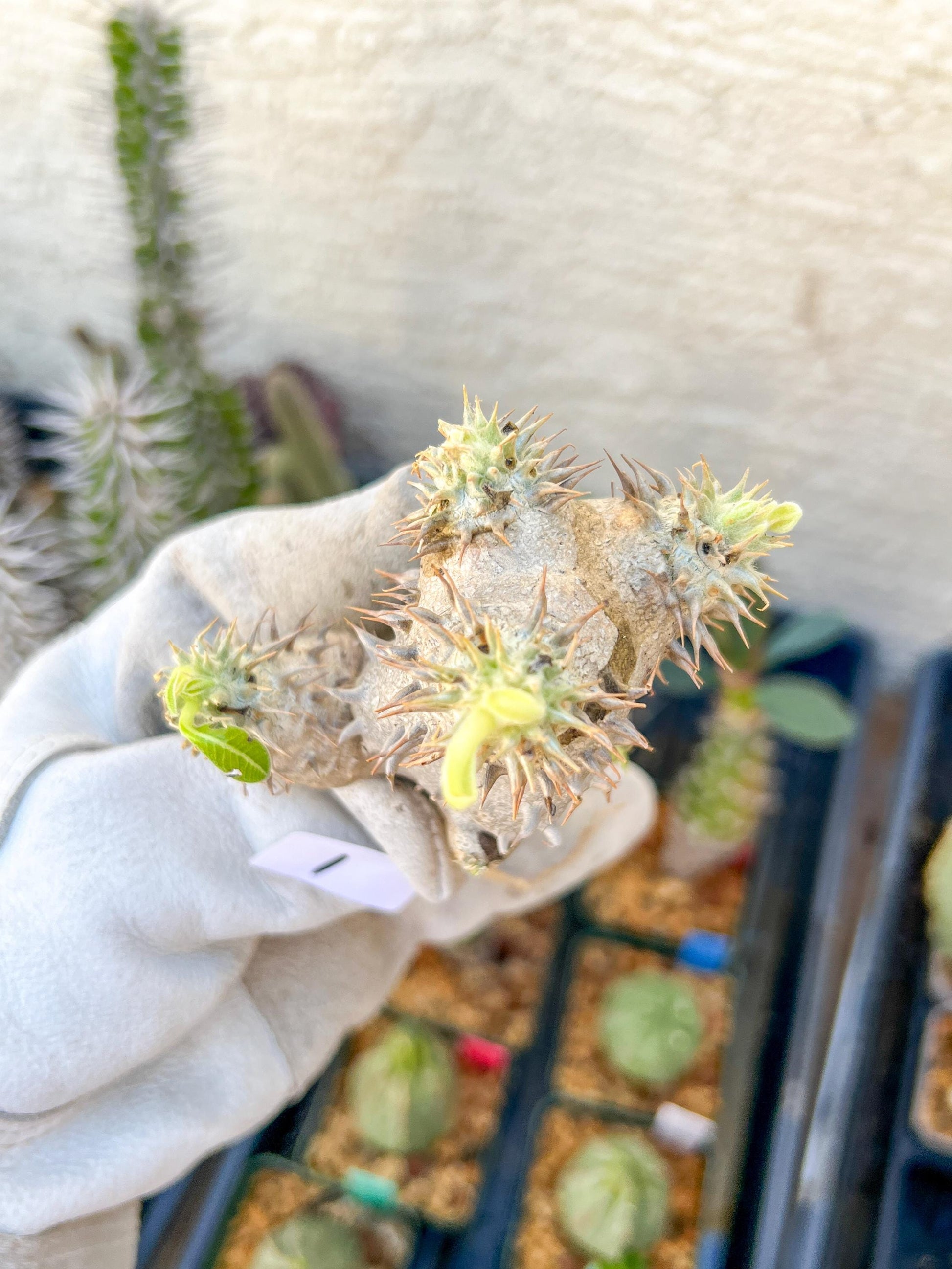Bevicaule Baker (#1~2) | Imported Plants | A warranty can be offered