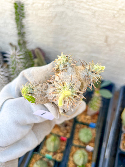 Bevicaule Baker (#1~2) | Imported Plants | A warranty can be offered