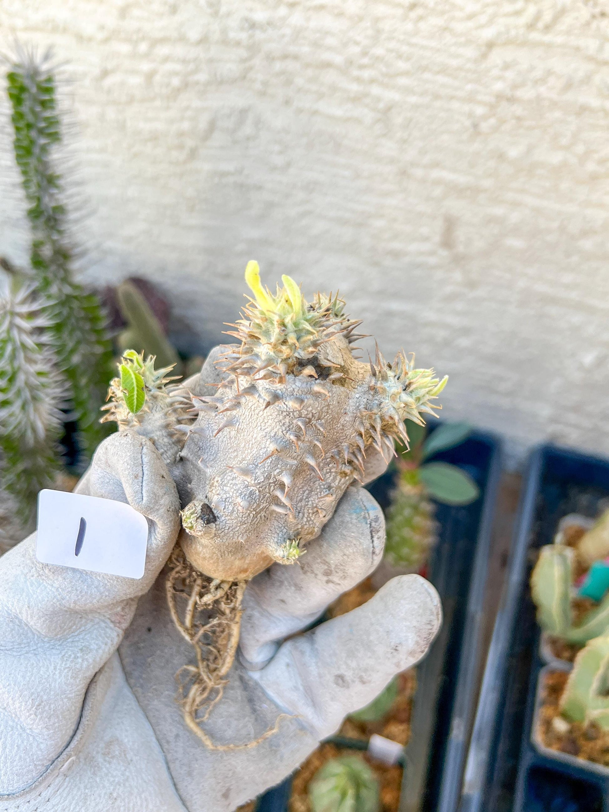Bevicaule Baker (#1~2) | Imported Plants | A warranty can be offered