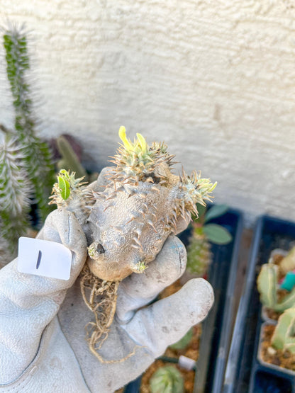Bevicaule Baker (#1~2) | Imported Plants | A warranty can be offered