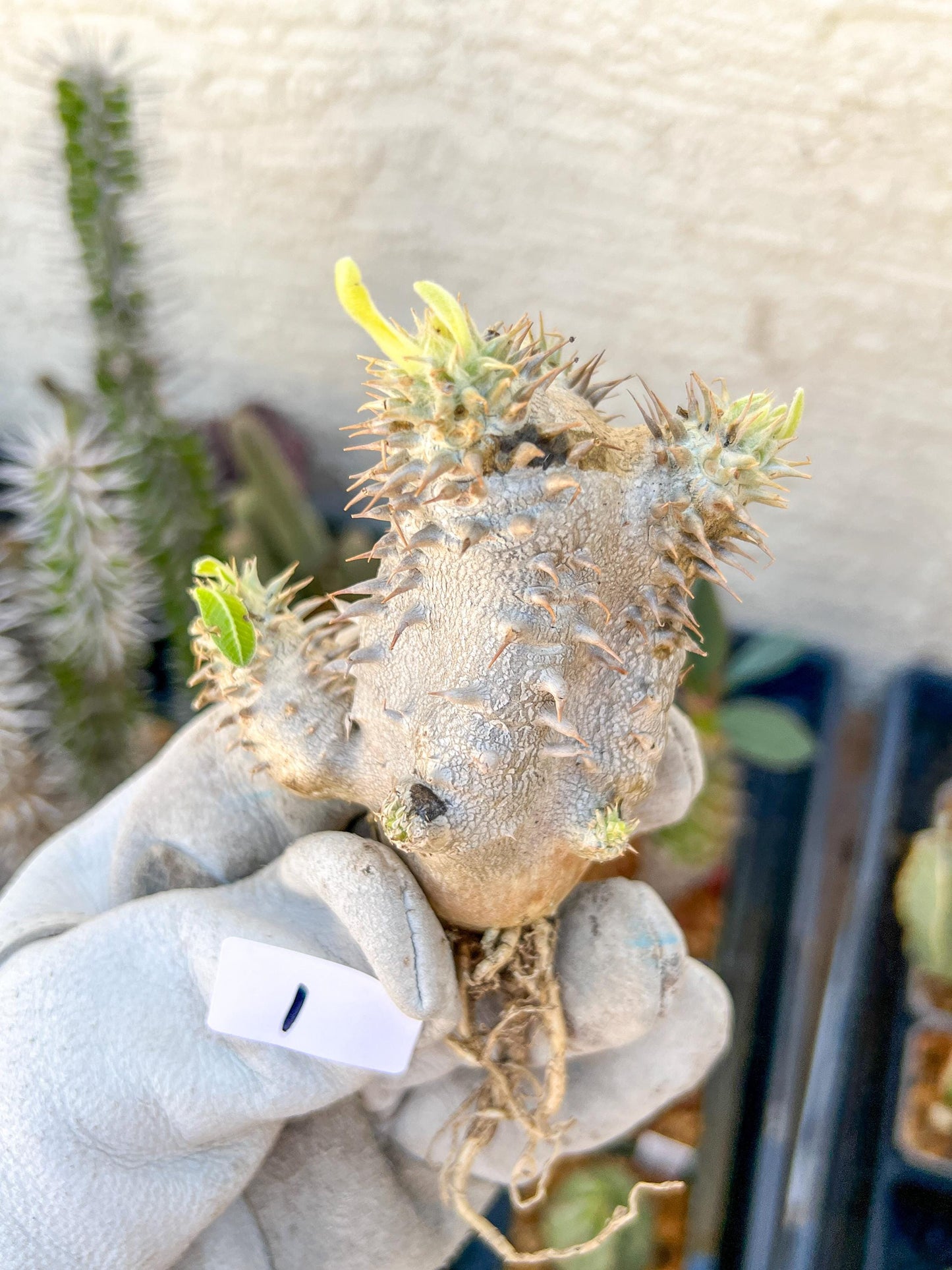 Bevicaule Baker (#1~2) | Imported Plants | A warranty can be offered