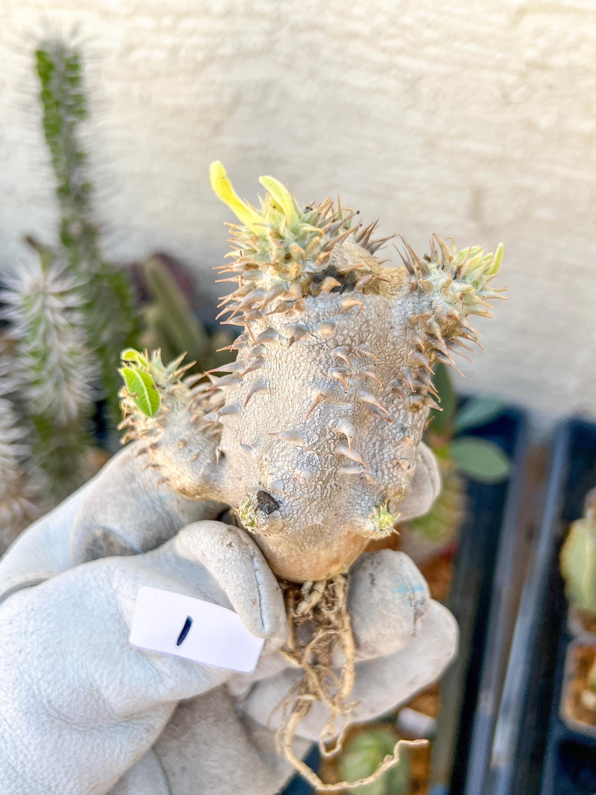 Bevicaule Baker (#1~2) | Imported Plants | A warranty can be offered