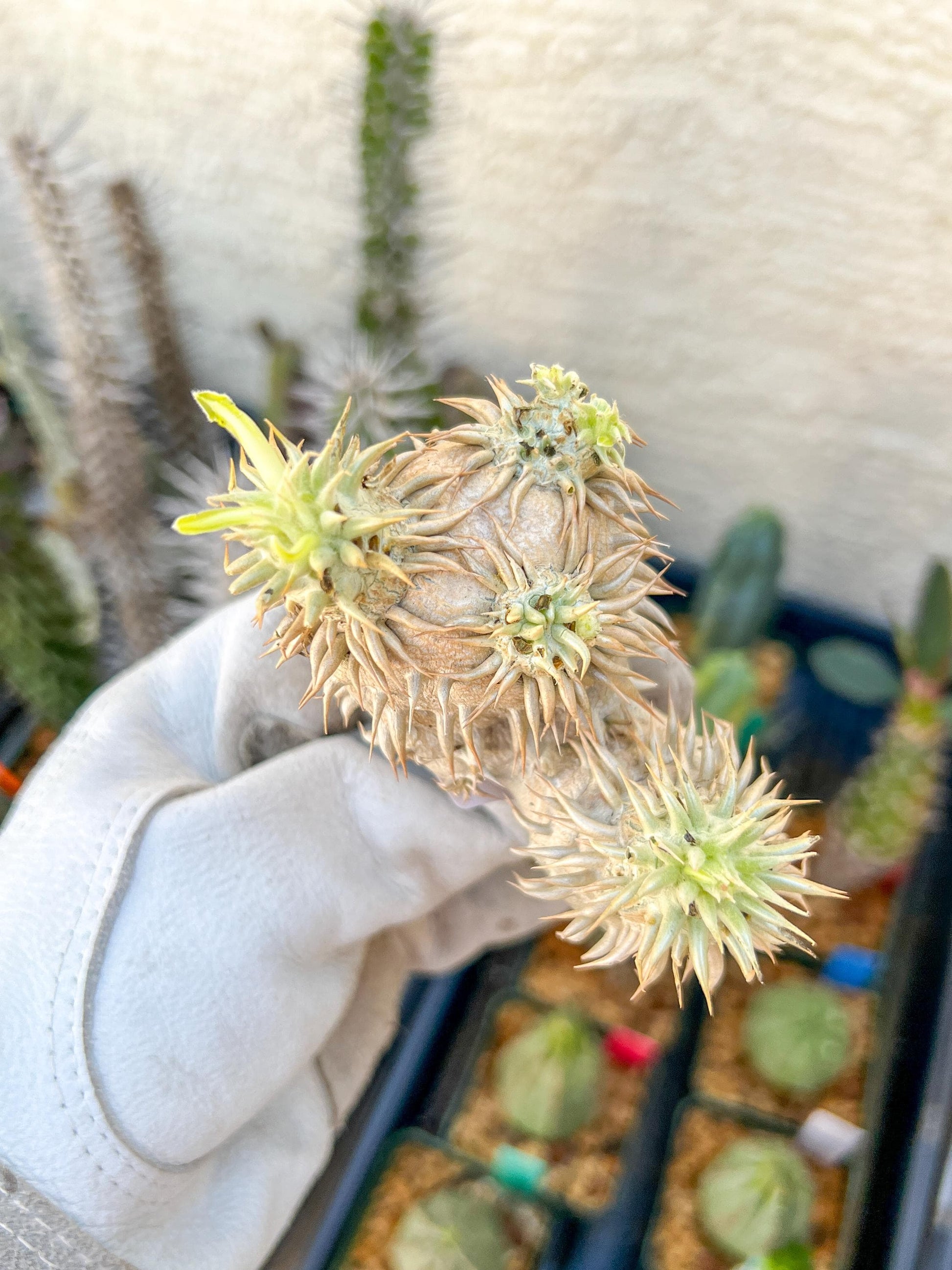 Bevicaule Baker (#1~2) | Imported Plants | A warranty can be offered