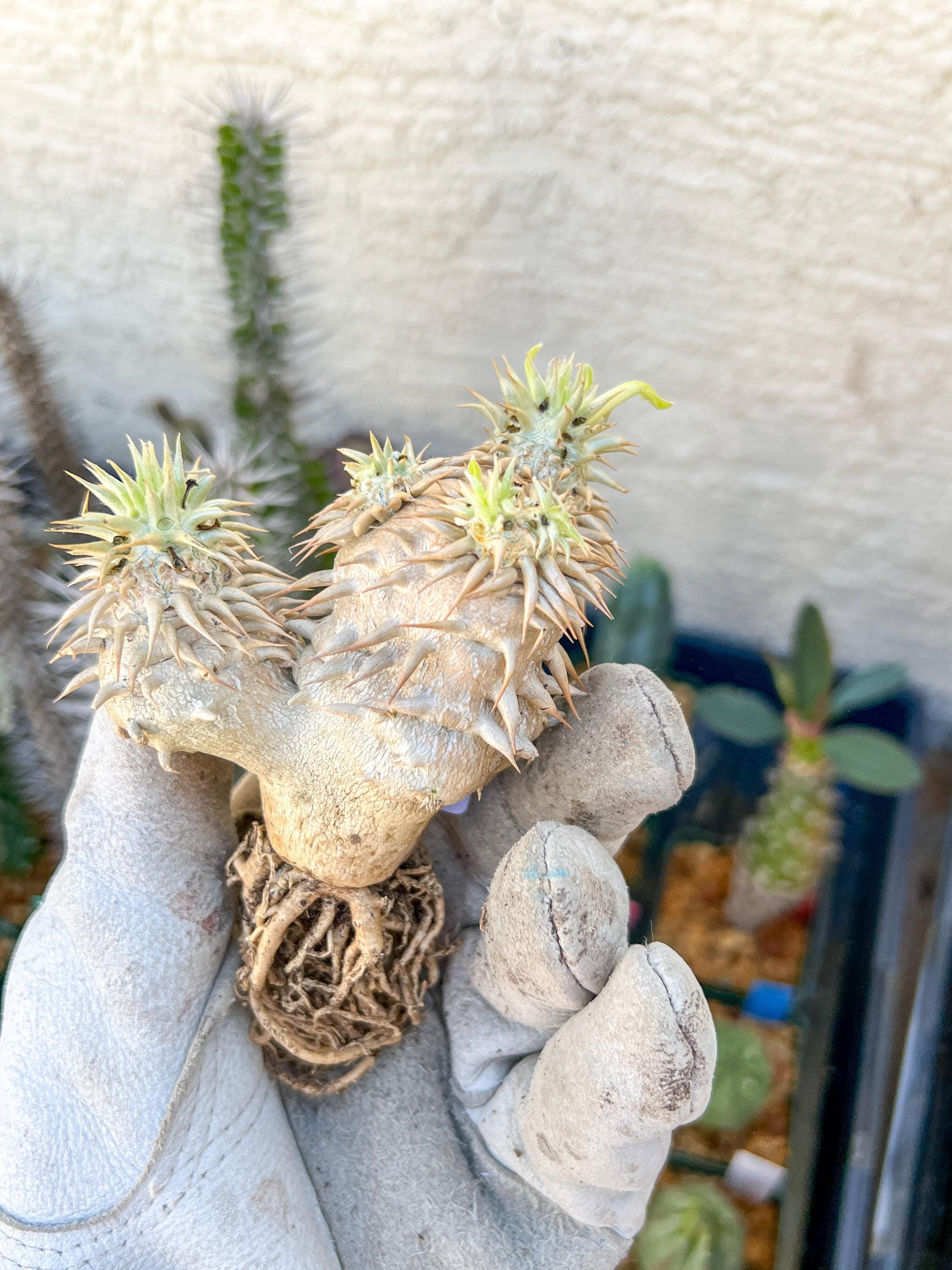 Bevicaule Baker (#1~2) | Imported Plants | A warranty can be offered
