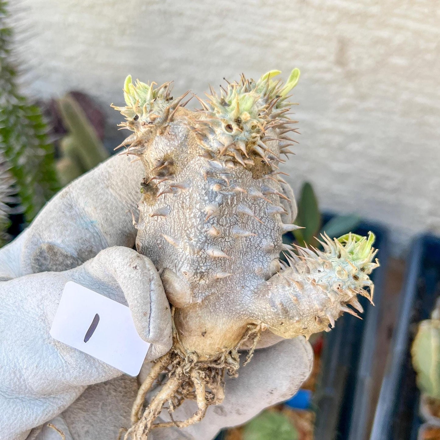 Bevicaule Baker (#1~2) | Imported Plants | A warranty can be offered