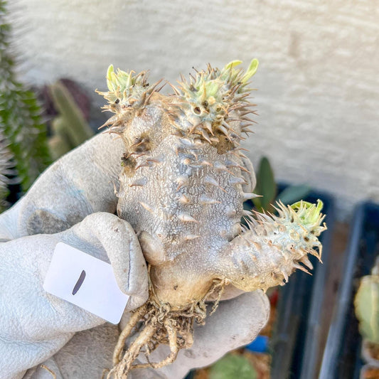 Bevicaule Baker (#1~2) | Imported Plants | A warranty can be offered