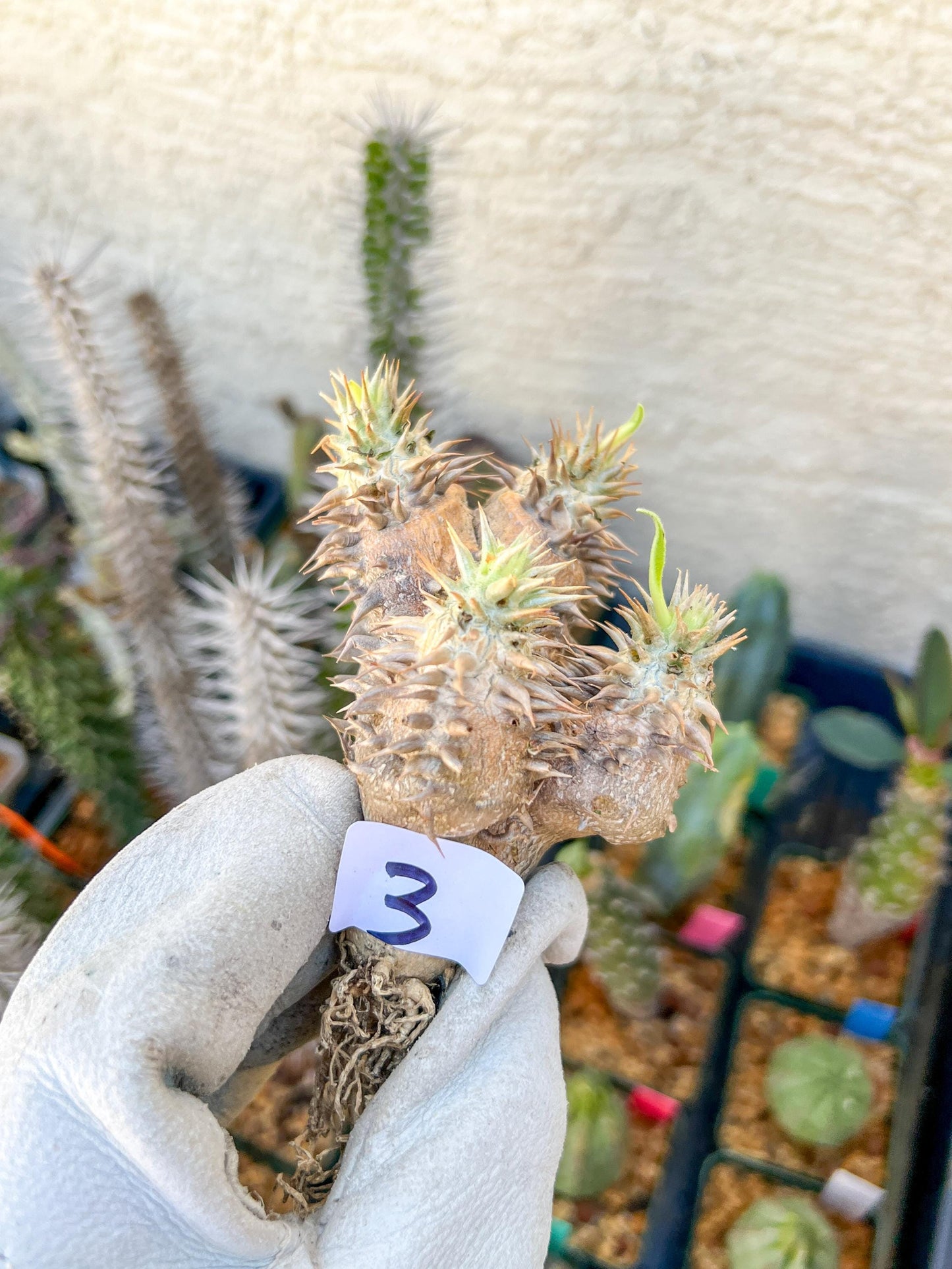 Bevicaule Baker (#3~4) | Imported Plants
