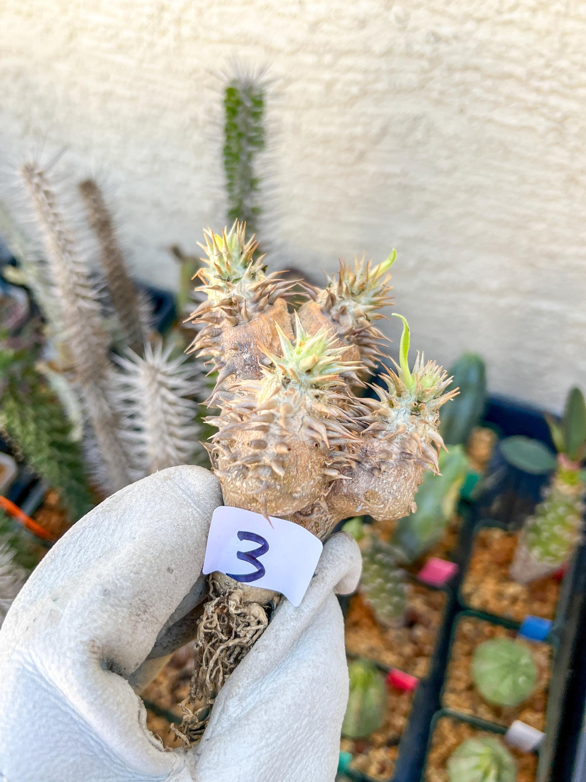 Bevicaule Baker (#3~4) | Imported Plants