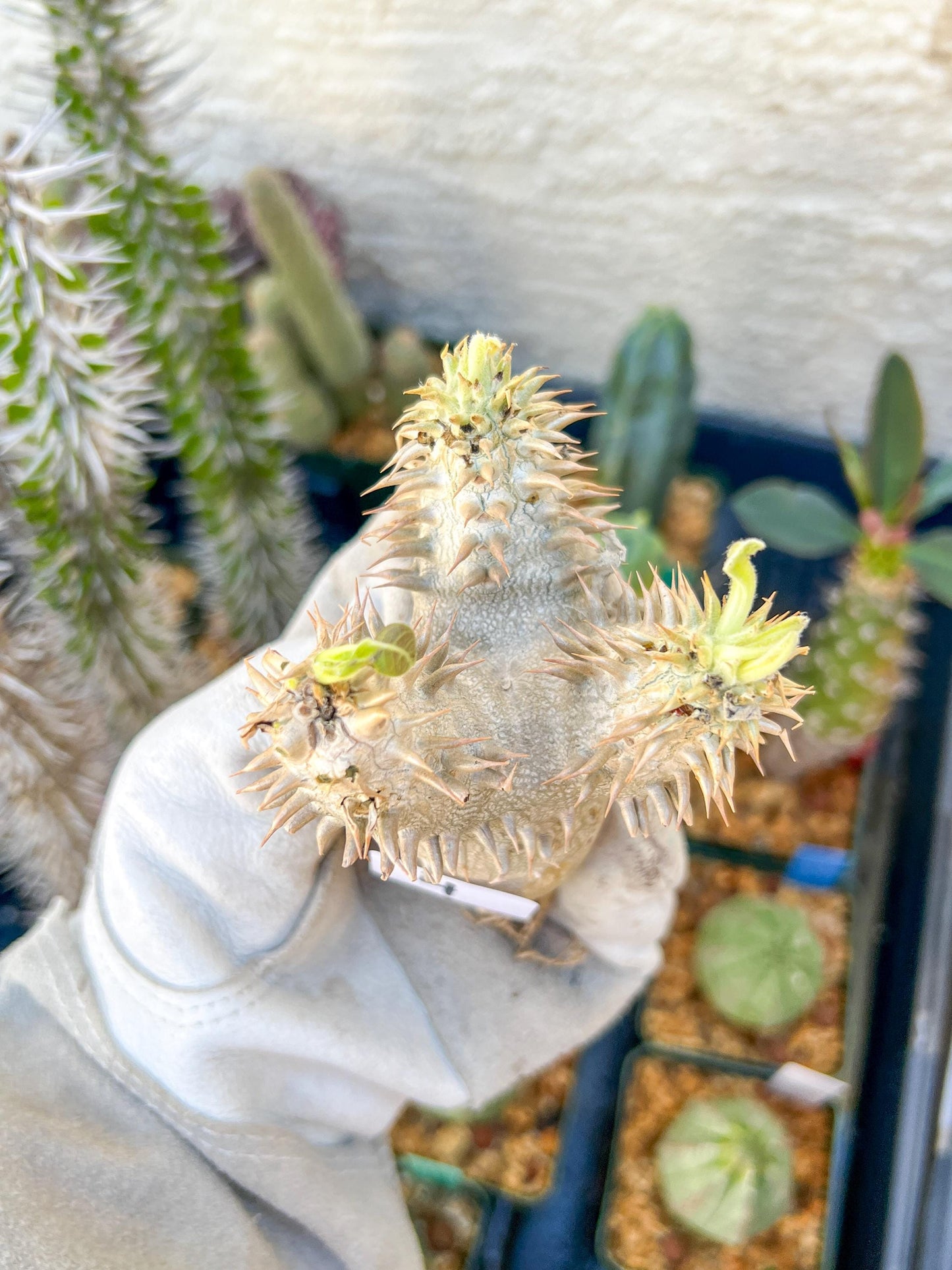 Bevicaule Baker (#3~4) | Imported Plants