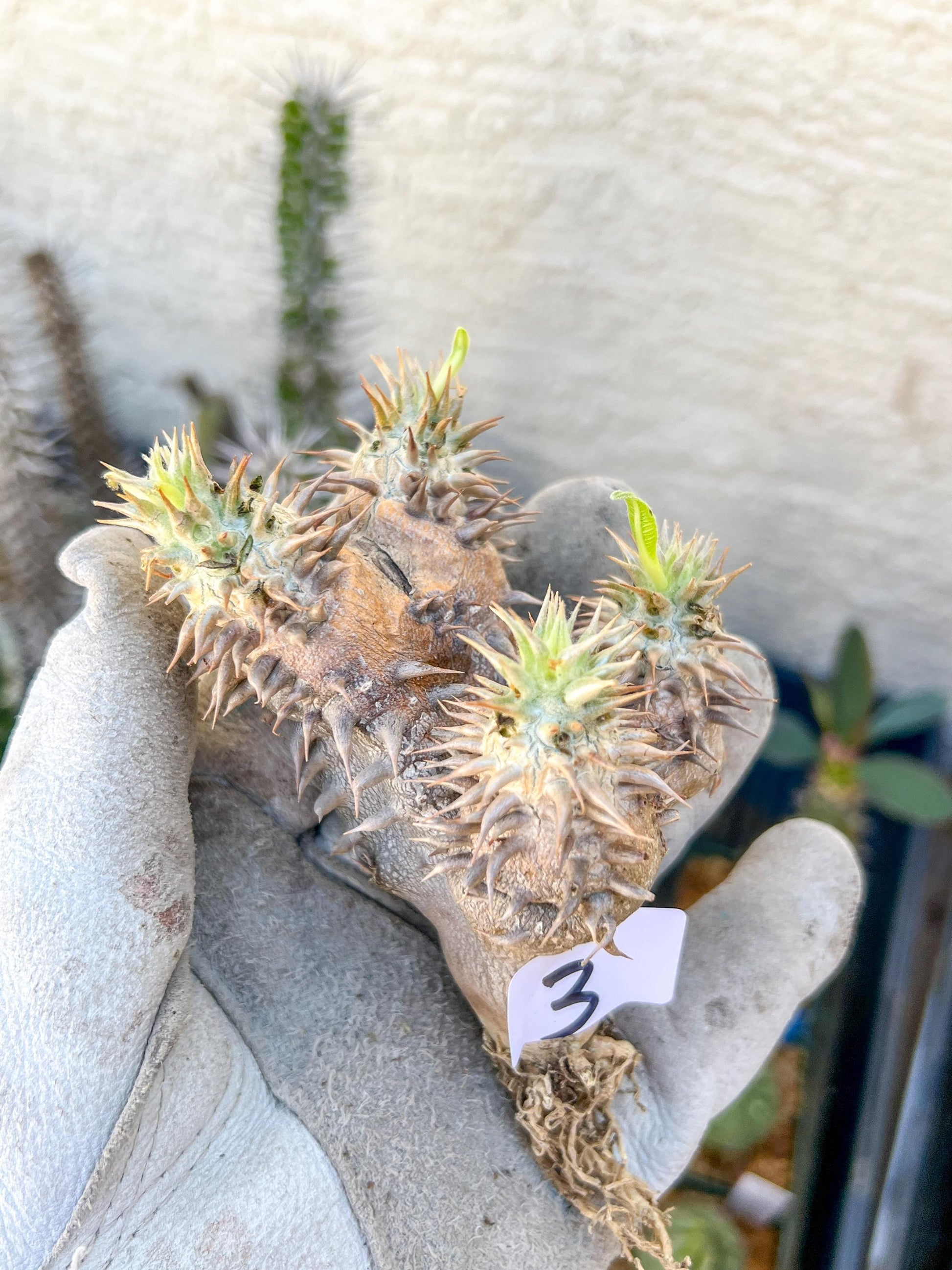 Bevicaule Baker (#3~4) | Imported Plants