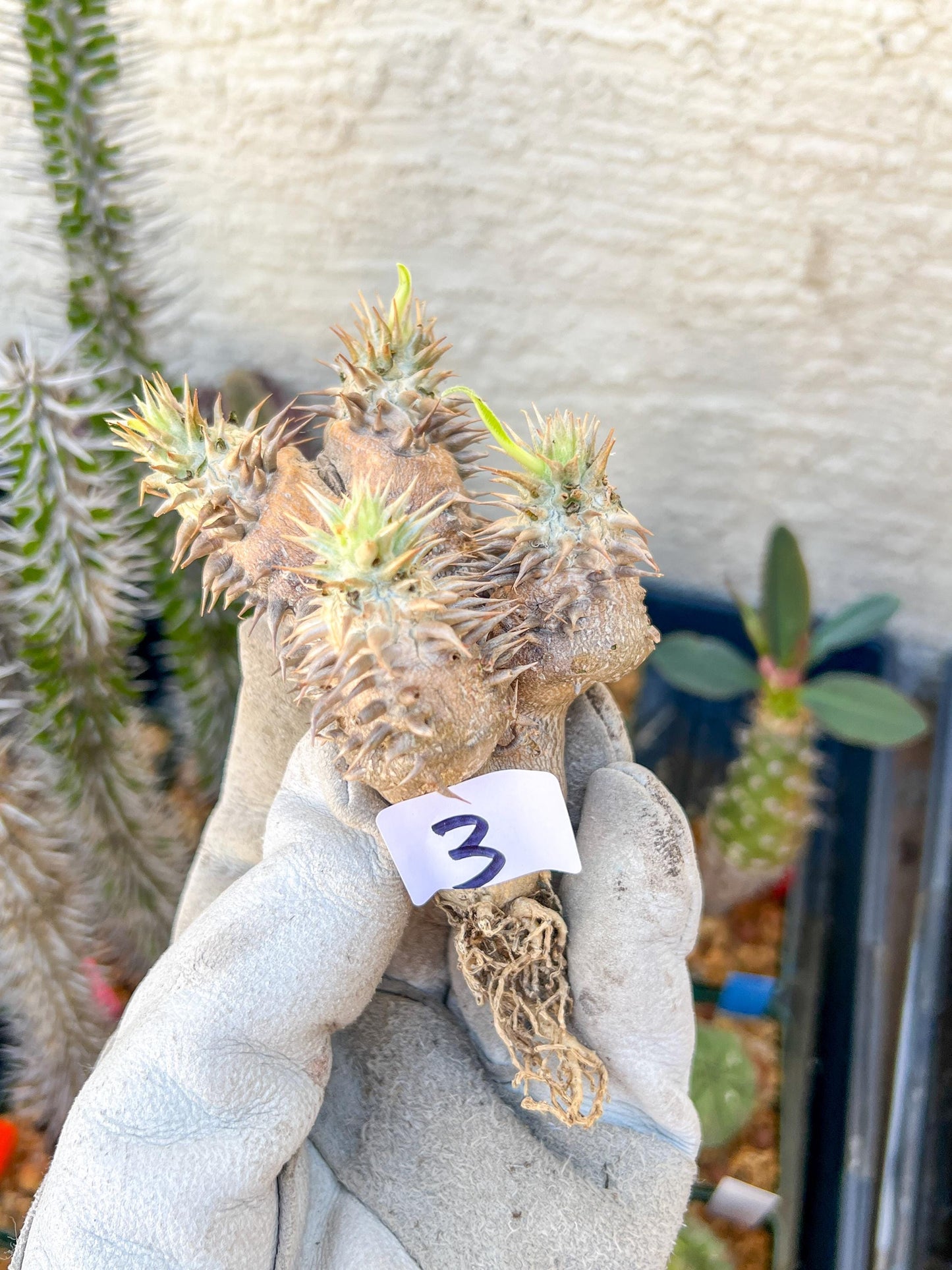 Bevicaule Baker (#3~4) | Imported Plants