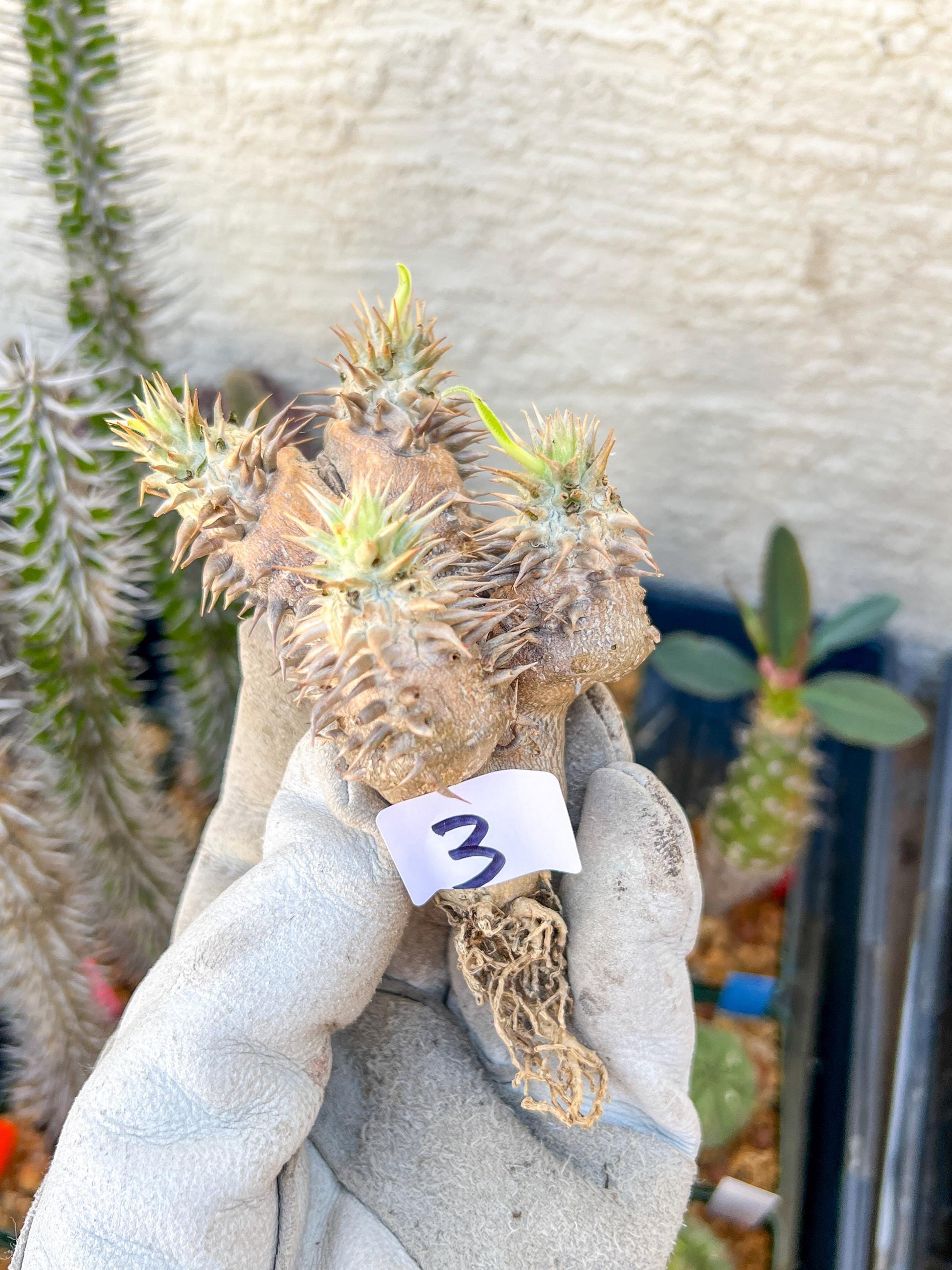 Bevicaule Baker (#3~4) | Imported Plants