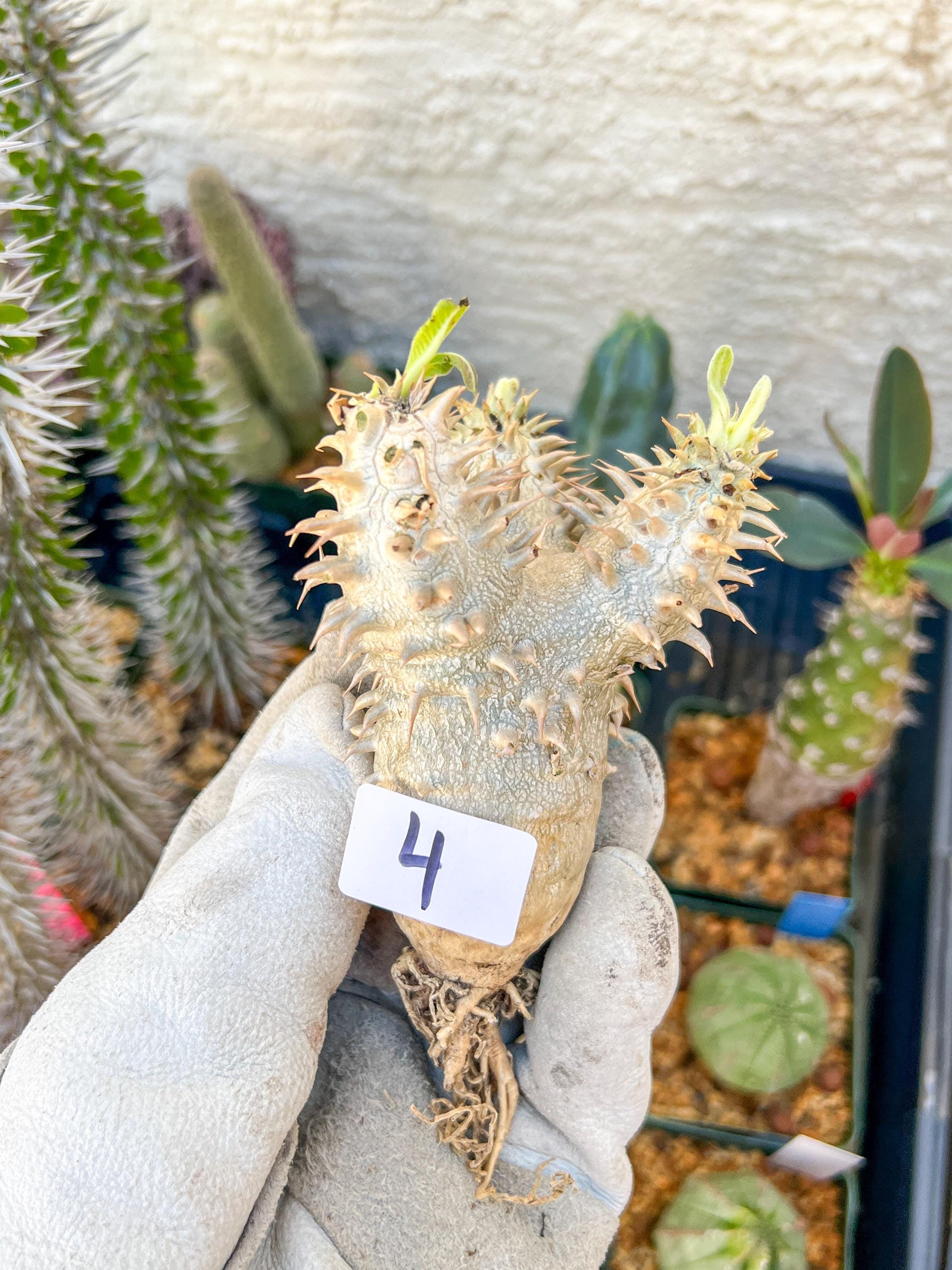 Bevicaule Baker (#3~4) | Imported Plants