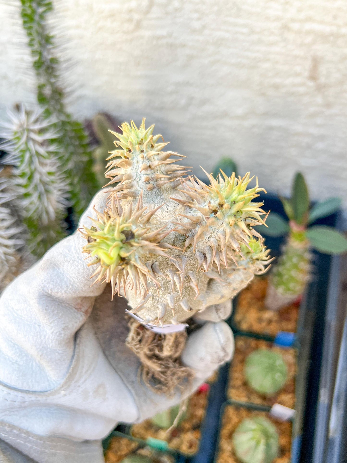Bevicaule Baker (#5~6) | Imported Plants