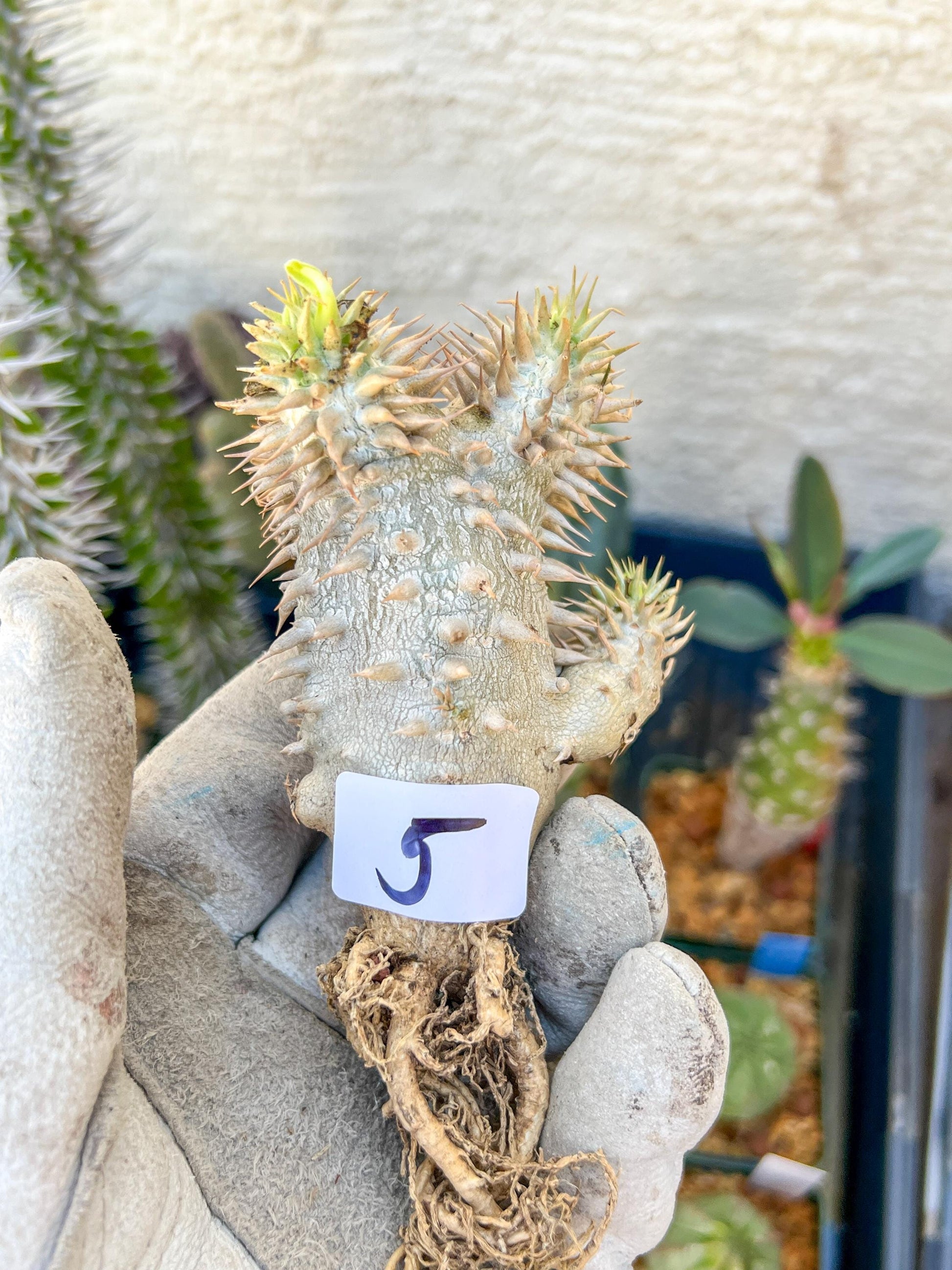 Bevicaule Baker (#5~6) | Imported Plants