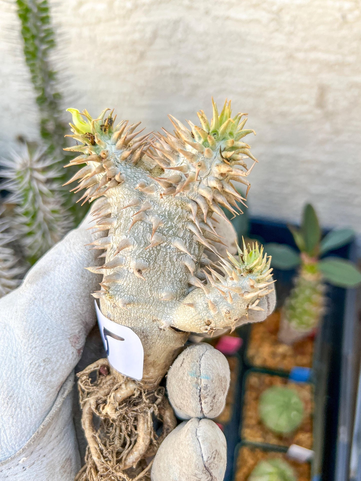 Bevicaule Baker (#5~6) | Imported Plants