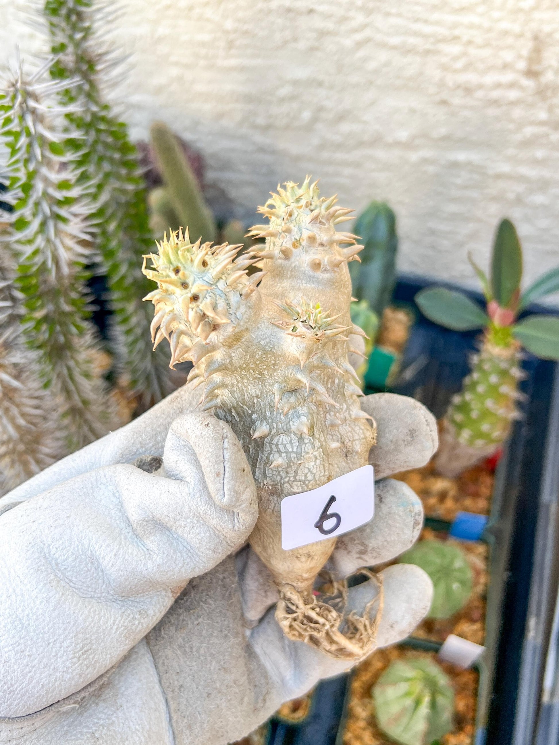 Bevicaule Baker (#5~6) | Imported Plants