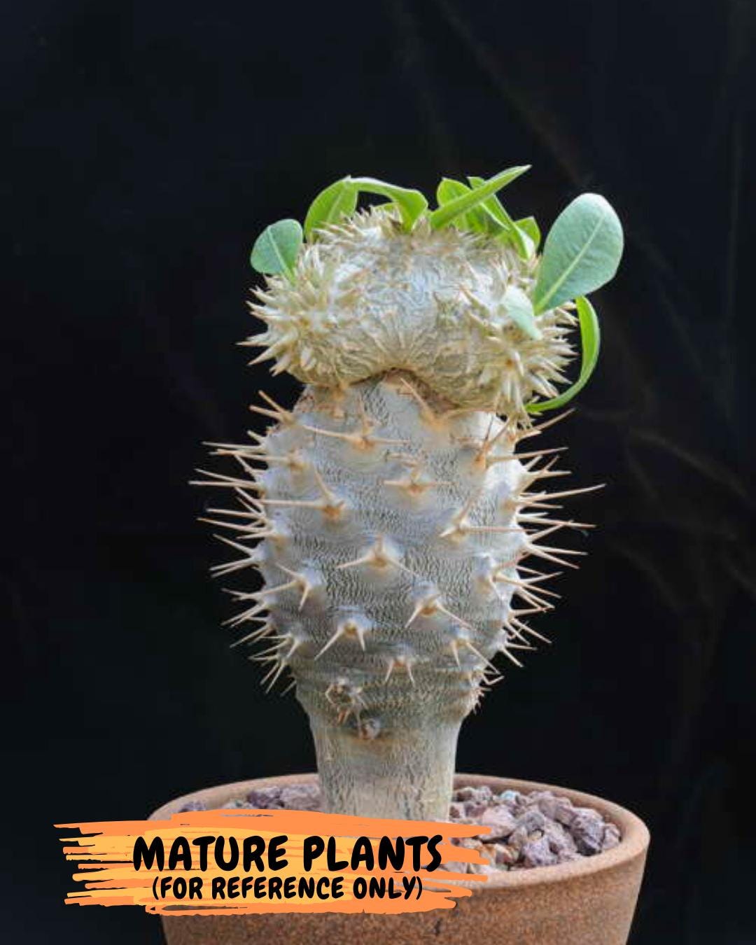 Bevicaule Baker (r) | The plants are not dead-3-month warranty.