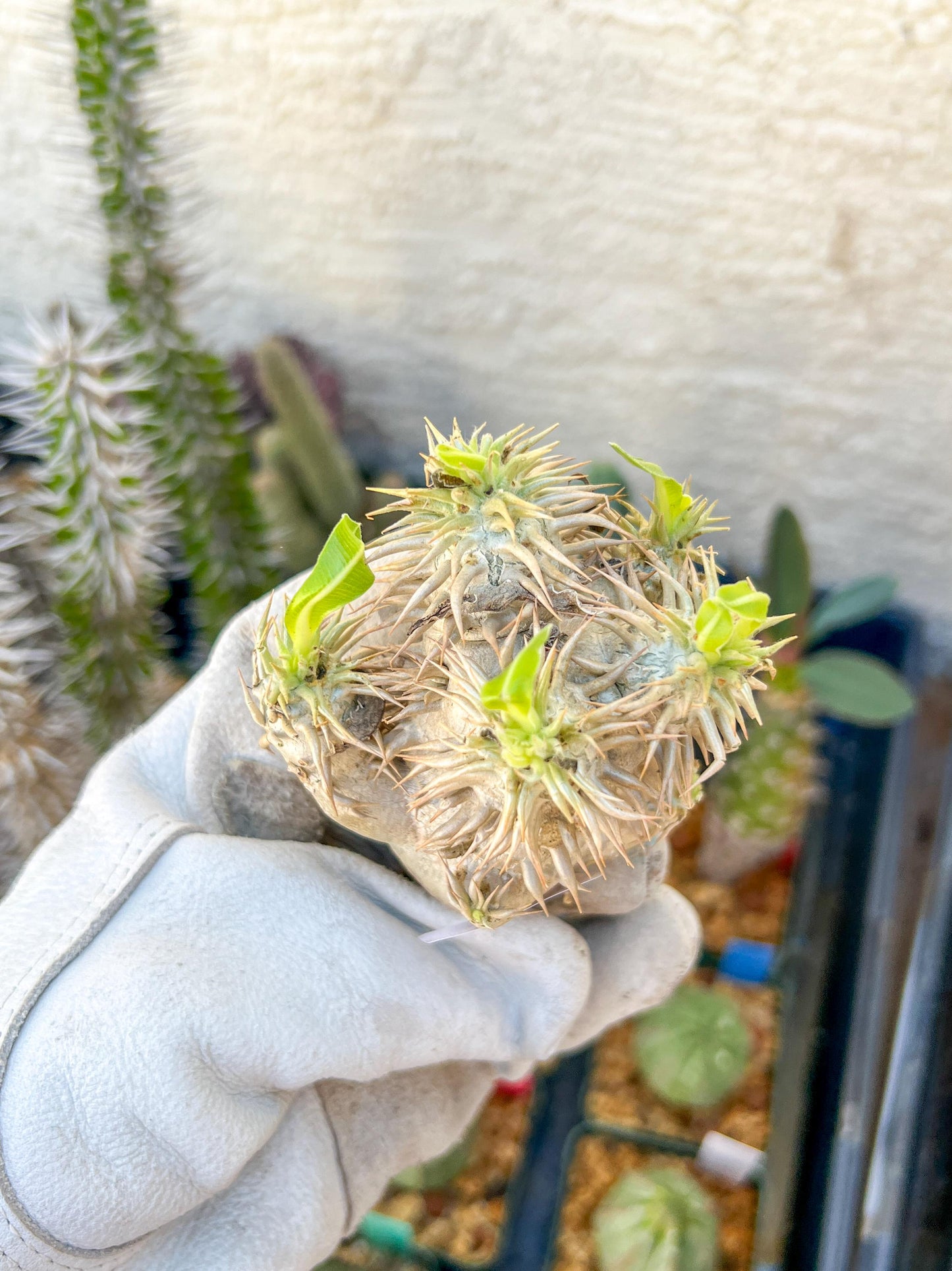 Bevicaule Baker (#7~8) | Imported Plants