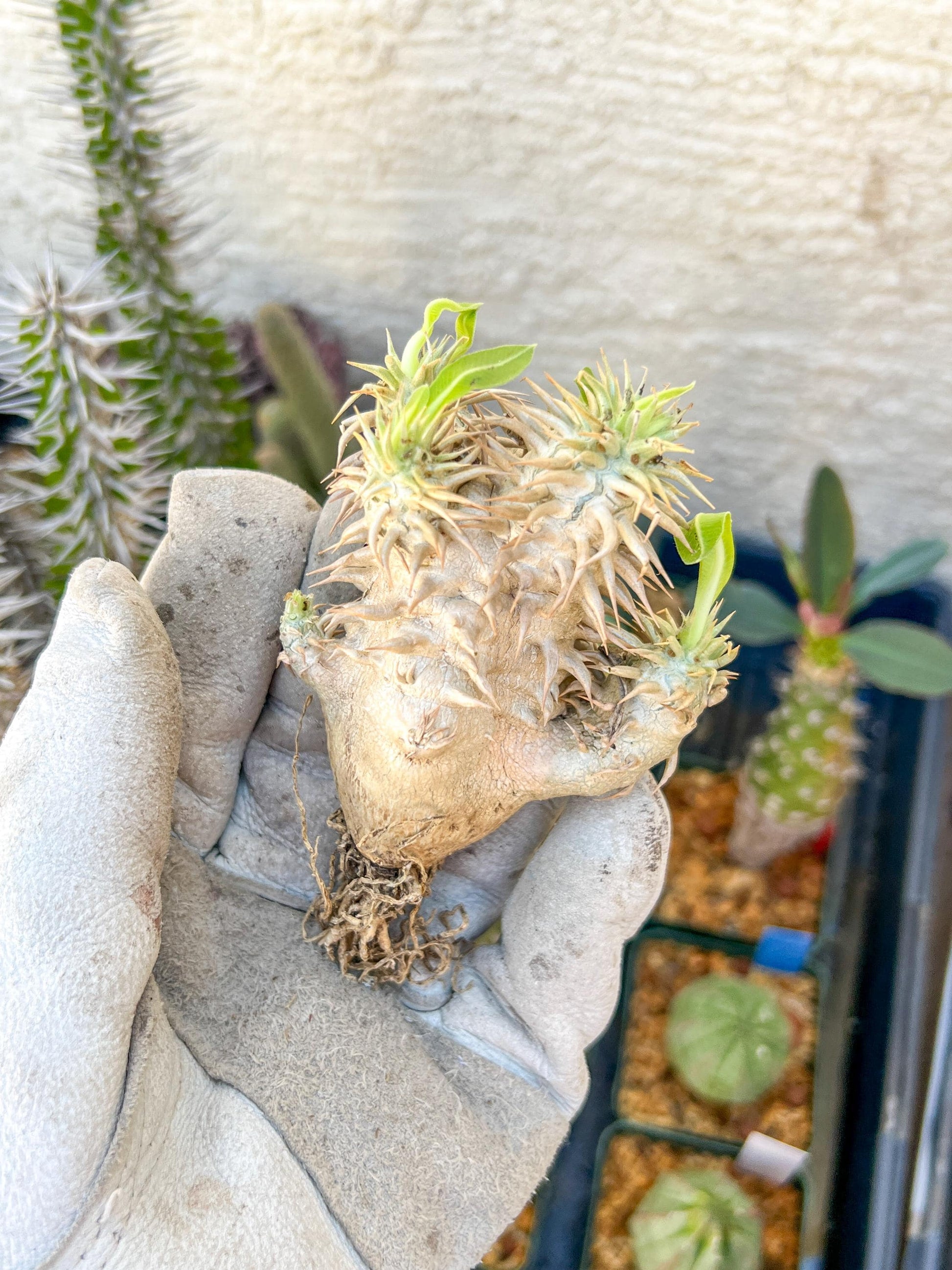 Bevicaule Baker (#7~8) | Imported Plants