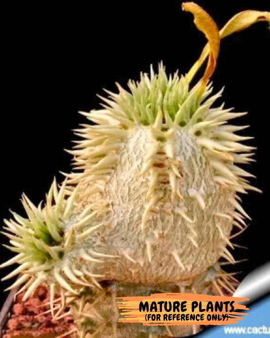 Bevicaule Baker (#7~8) | Imported Plants