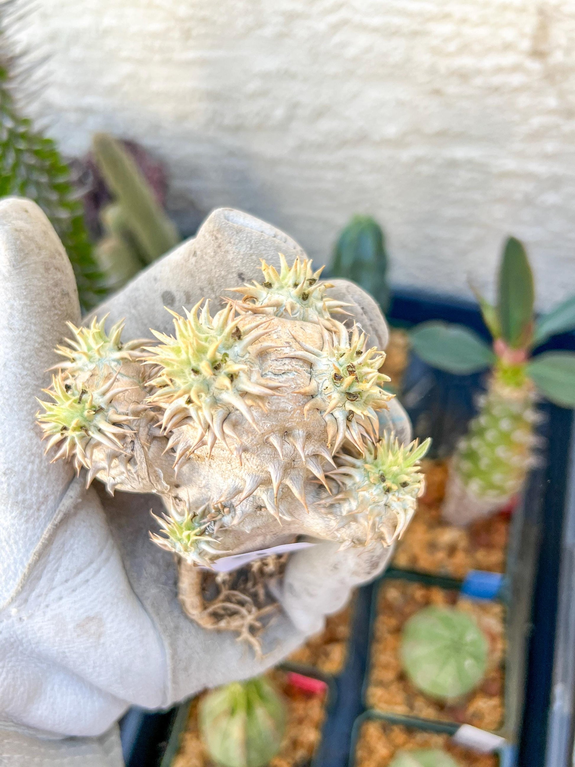 Bevicaule Baker (#9) | Imported Plants