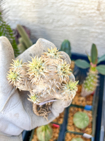 Bevicaule Baker (#9) | Imported Plants